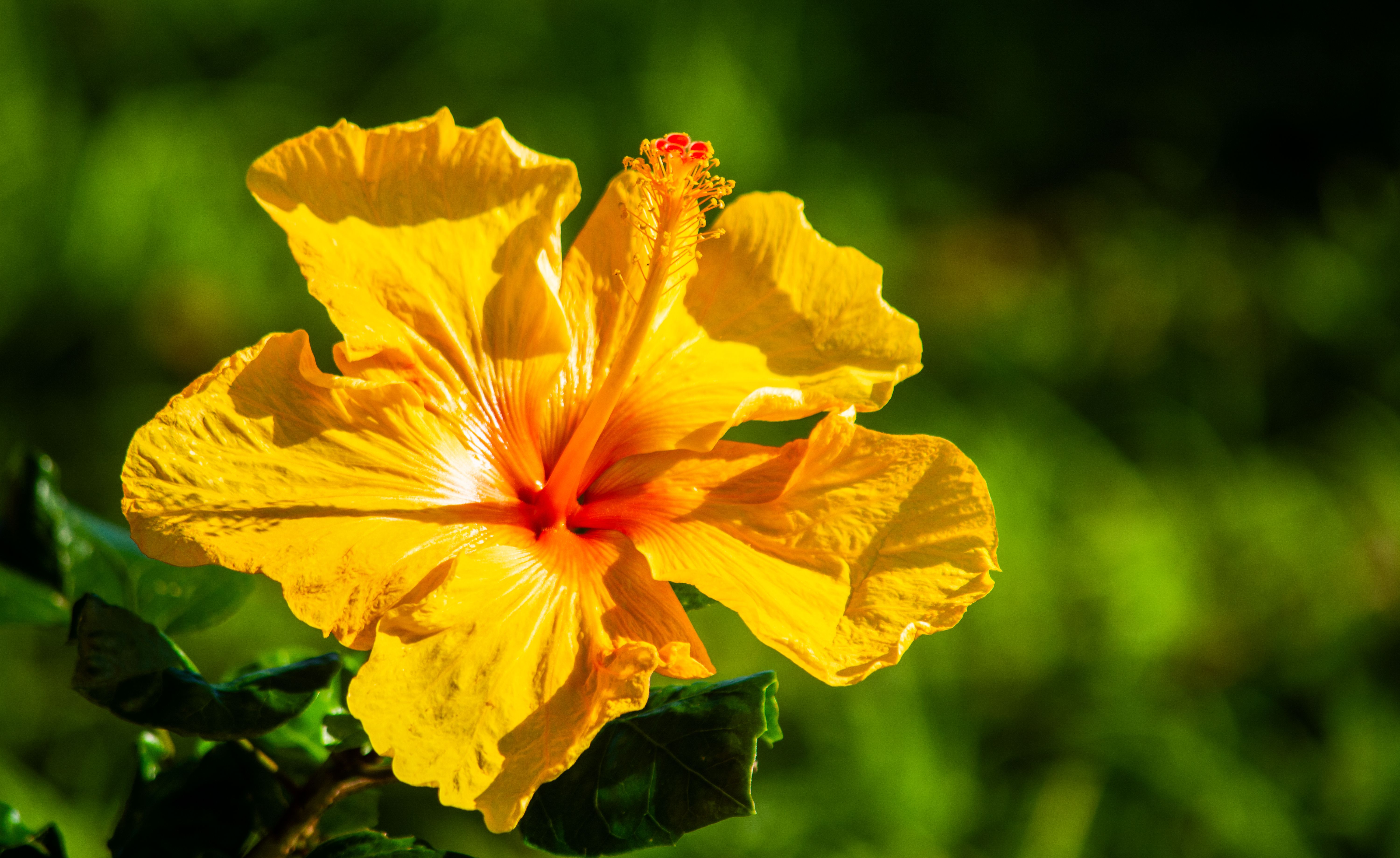 Close-Up of Vibrant Yellow Hibiscus Flower · Free Stock Photo