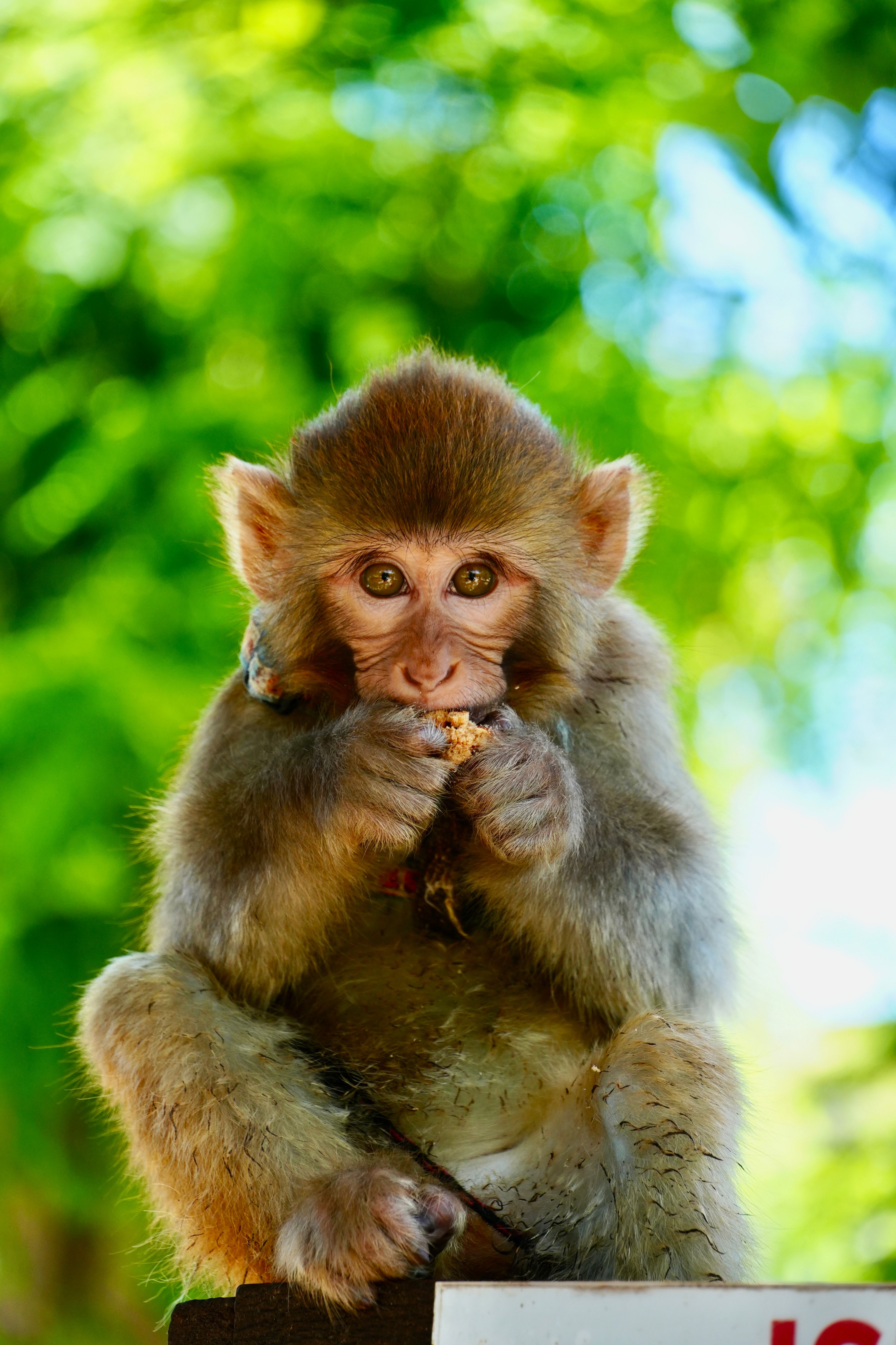 Cute Baby Monkey Eating Snack Outdoors · Free Stock Photo