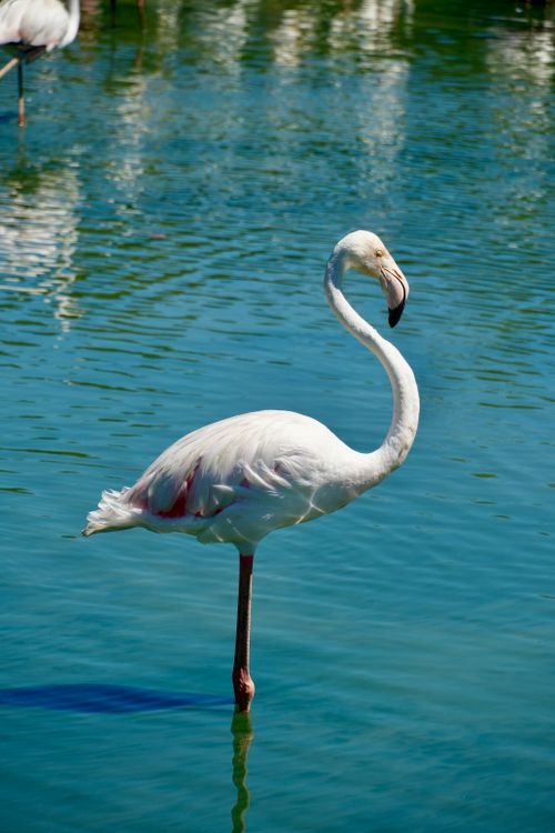 Free A majestic flamingo standing elegantly on one leg in serene blue water. Stock Photo