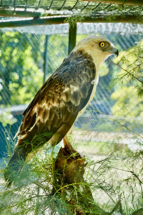 Free Detailed image of a serpent eagle perched on a branch, inside a cage, showcasing its eyes. Stock Photo