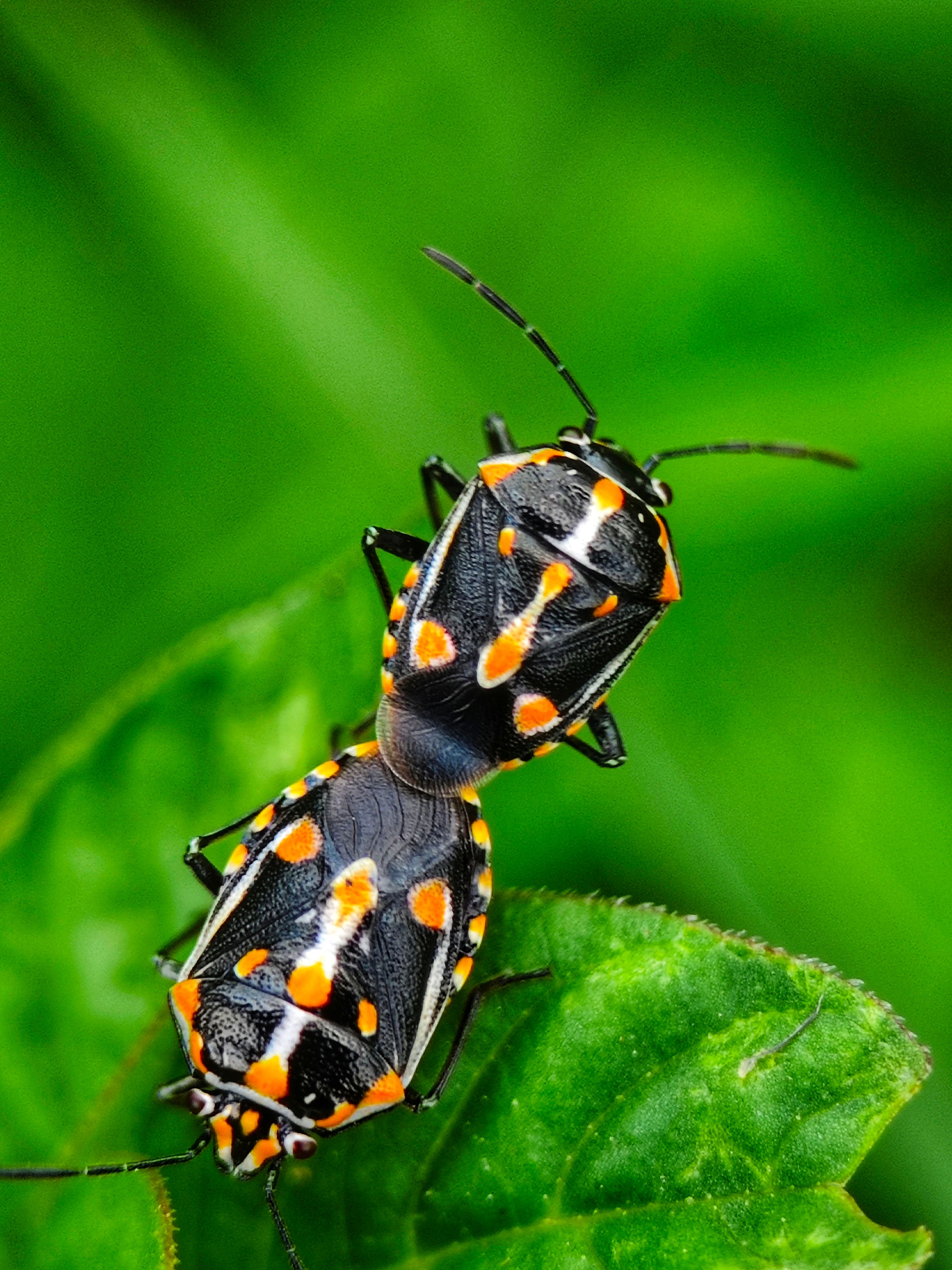 Close-up of Harlequin Cabbage Bugs mating on a green leaf, emphasizing nature's intricacy.