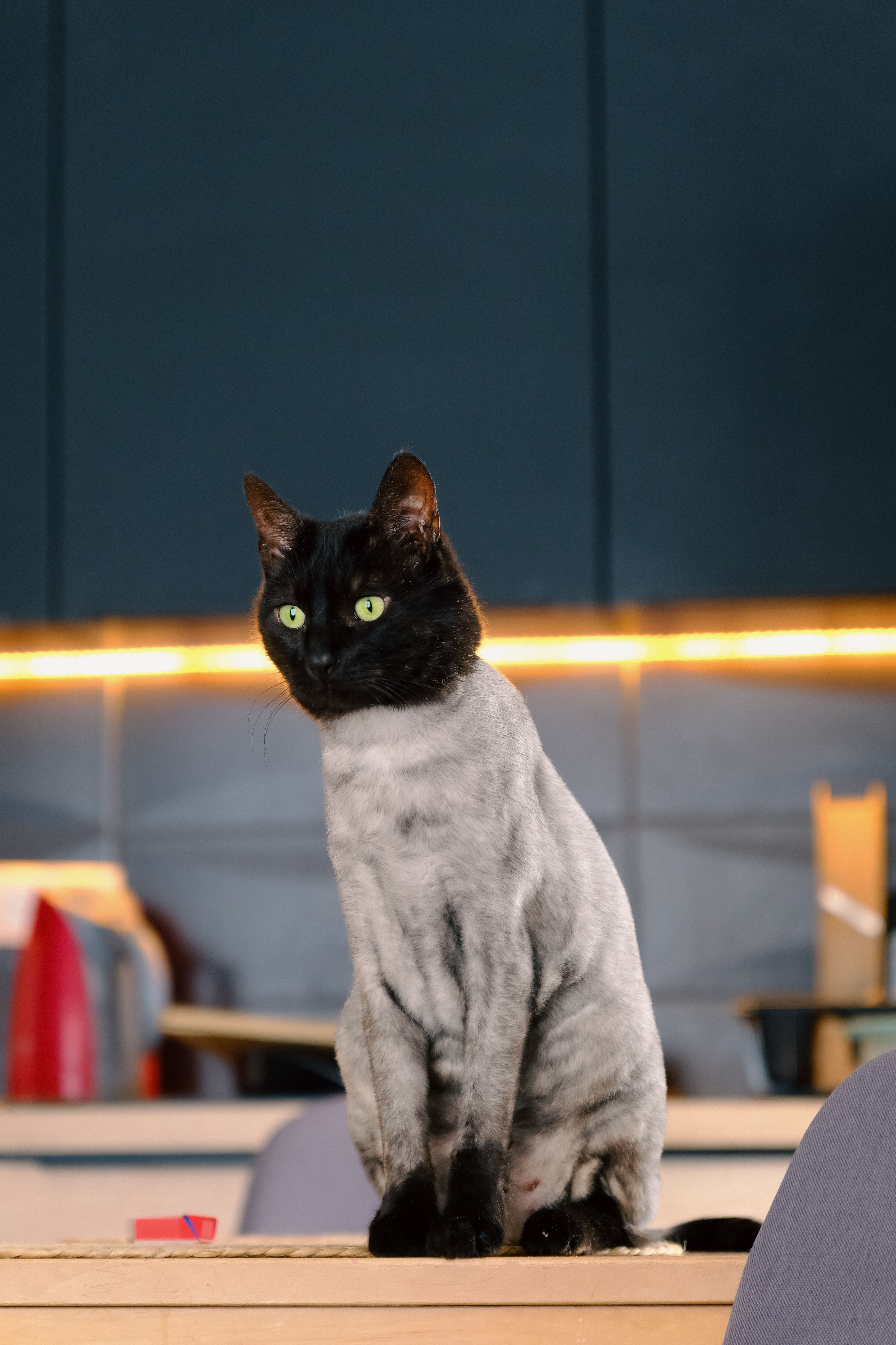 Free Cat Grooming: Unlock the Secrets Today!
