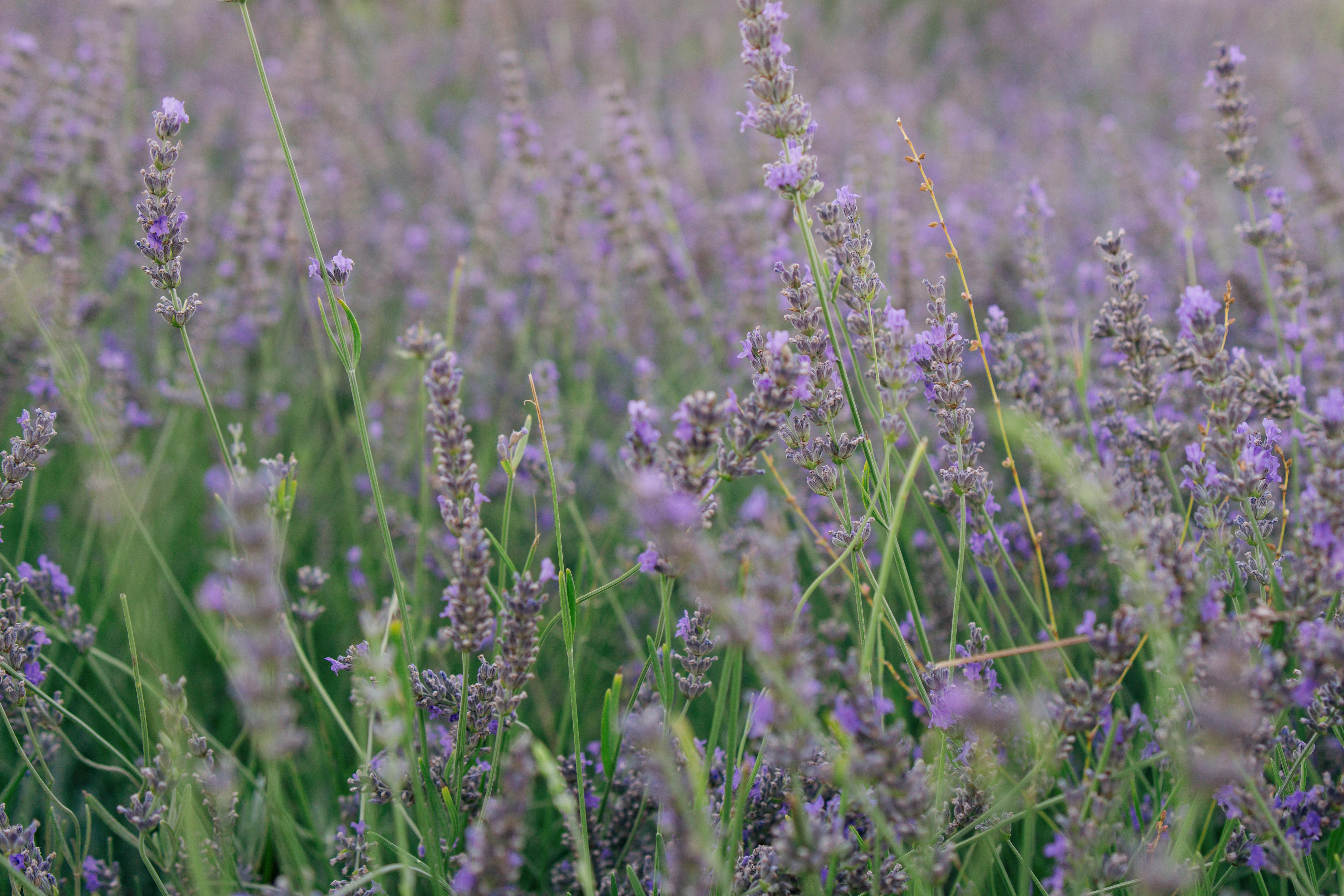 How Ancient Herbs Are Reshaping Modern Medicine