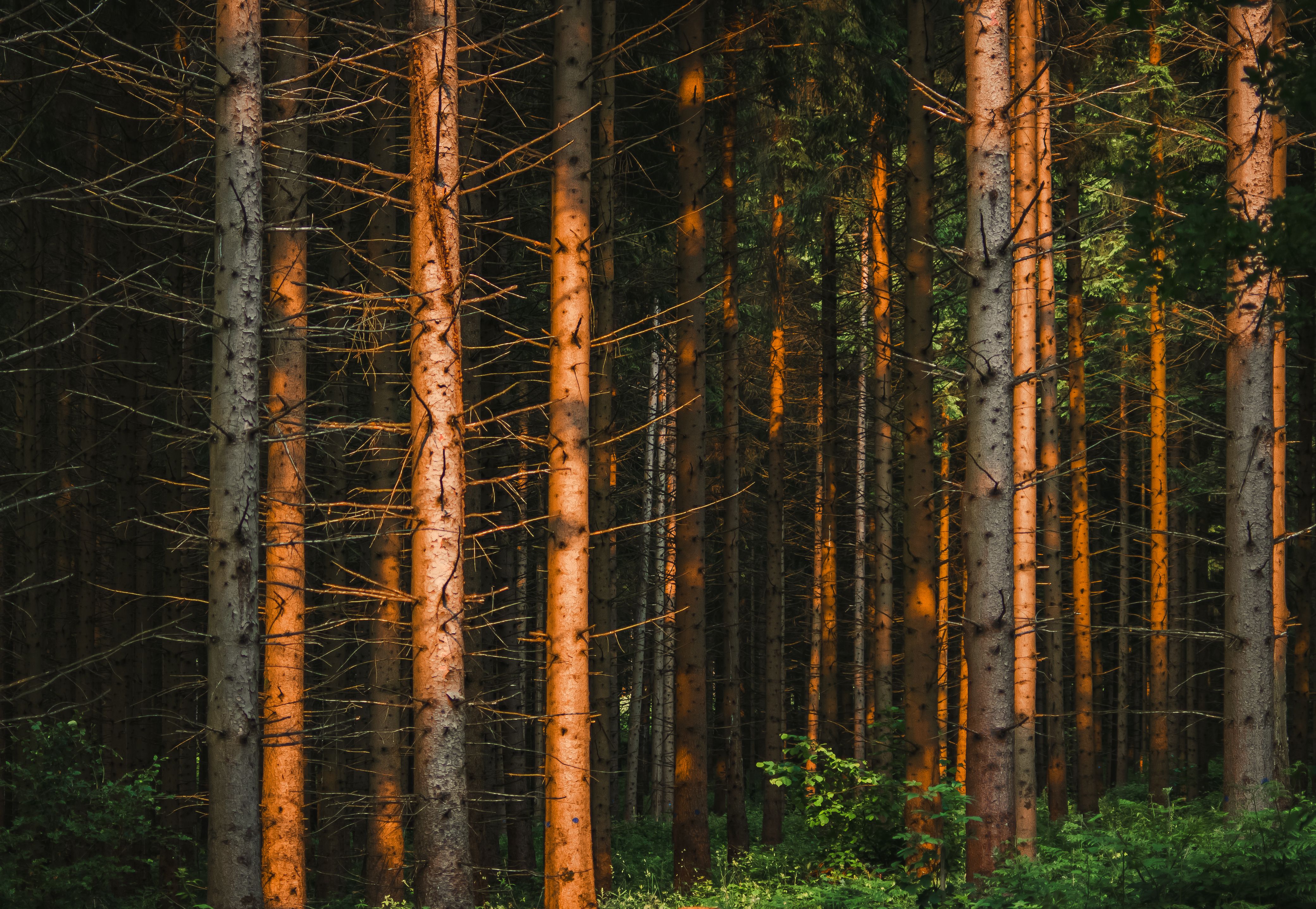 Sunlight passing through tall trees