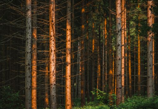 Tall trees with dappled sunlight creating a serene forest atmosphere.