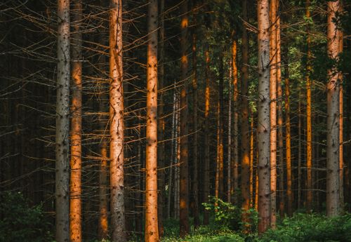 Free Tall trees with dappled sunlight creating a serene forest atmosphere. Stock Photo