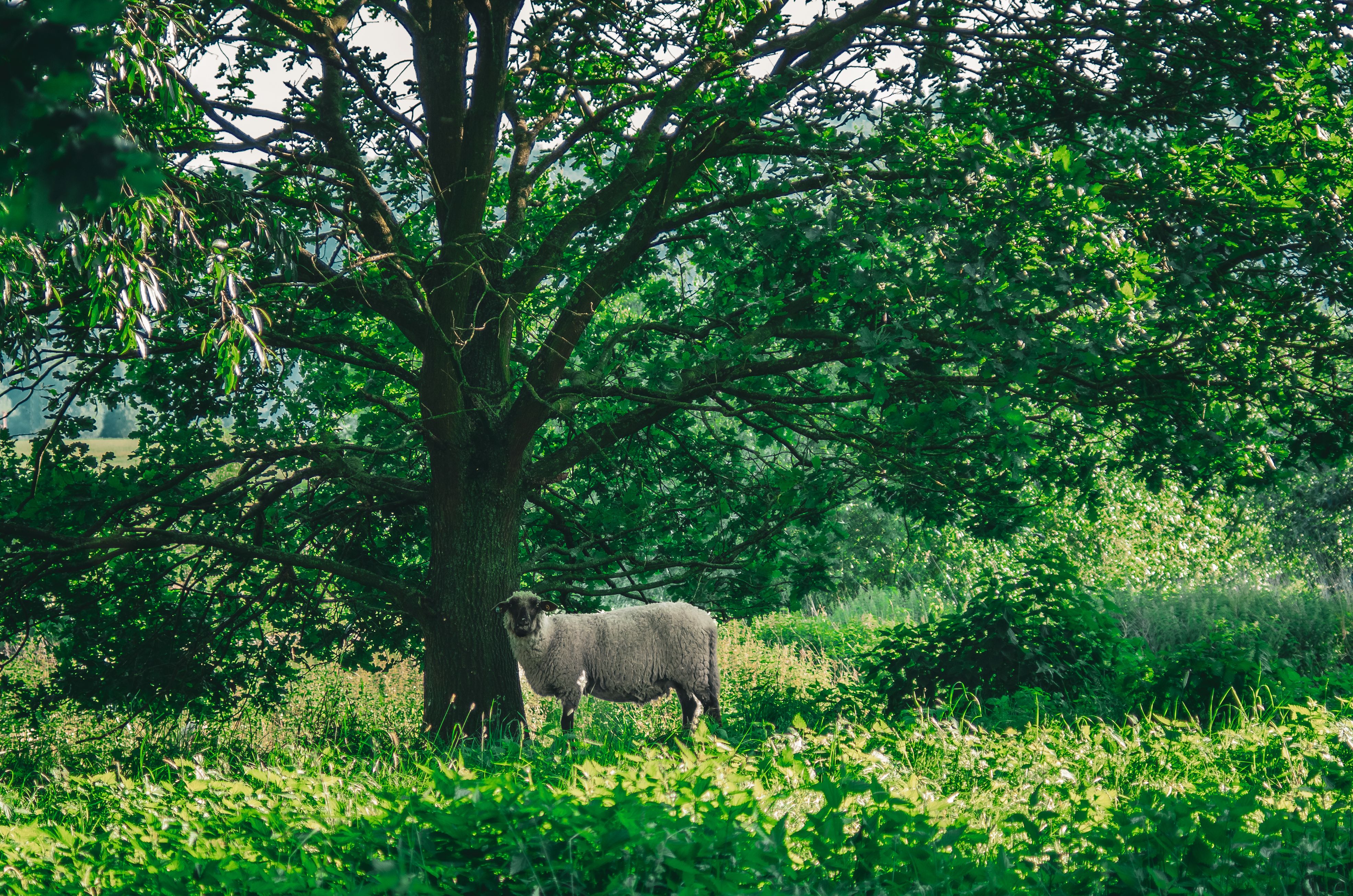 Sheep Grazing Beneath a Lush Oak Tree · Free Stock Photo