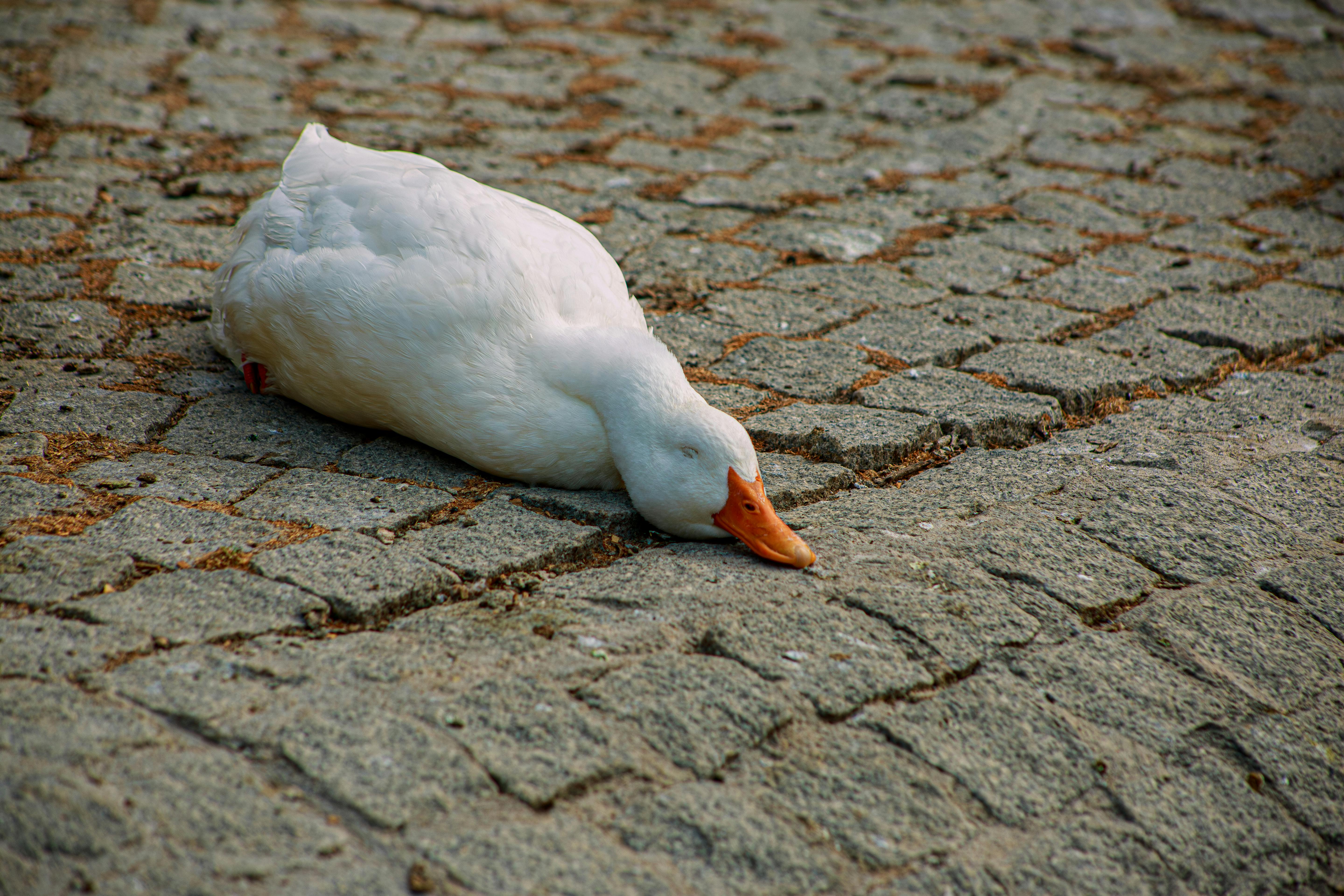 A white duck lying down on a cobblestone pathway during the day.