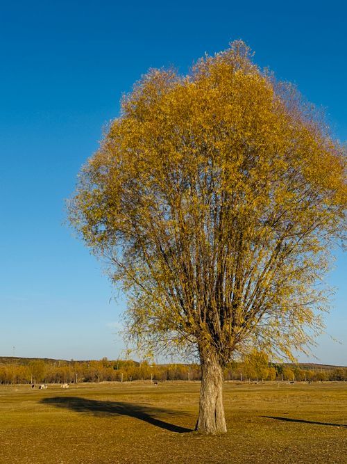 Free Lone tree with golden autumn leaves stands in a vast field under a bright blue sky, embodying serenity and isolation. Stock Photo