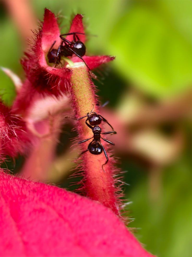 Ants