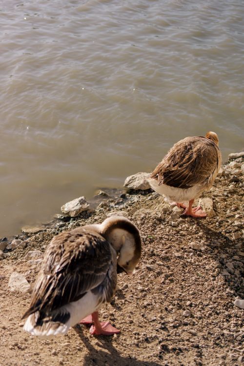 Free Two geese standing by the water's edge, grooming themselves under the sunlight. Stock Photo