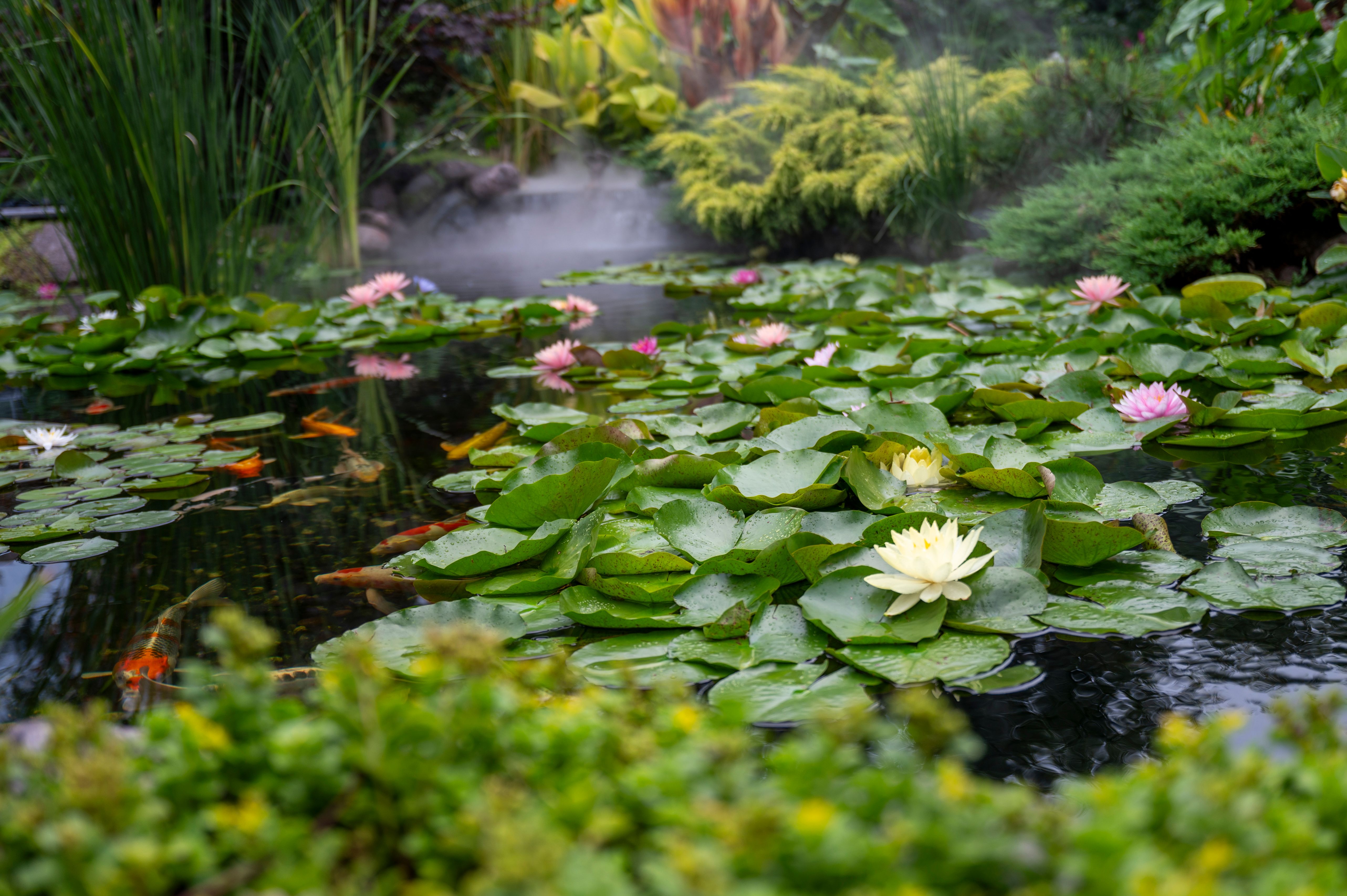 Tranquil pond scene featuring water lilies, koi fish, and surrounding greenery under natural light.