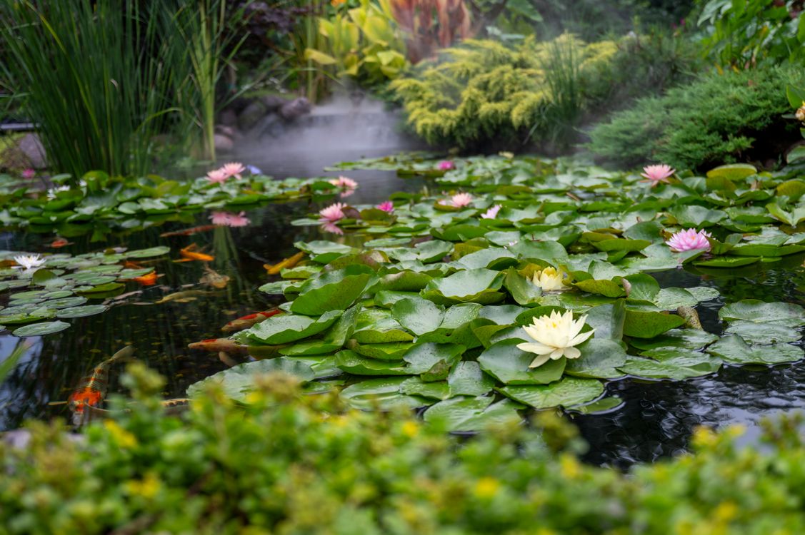 Serene Water Lily Pond with Mist and Koi Fish · Free Stock Photo