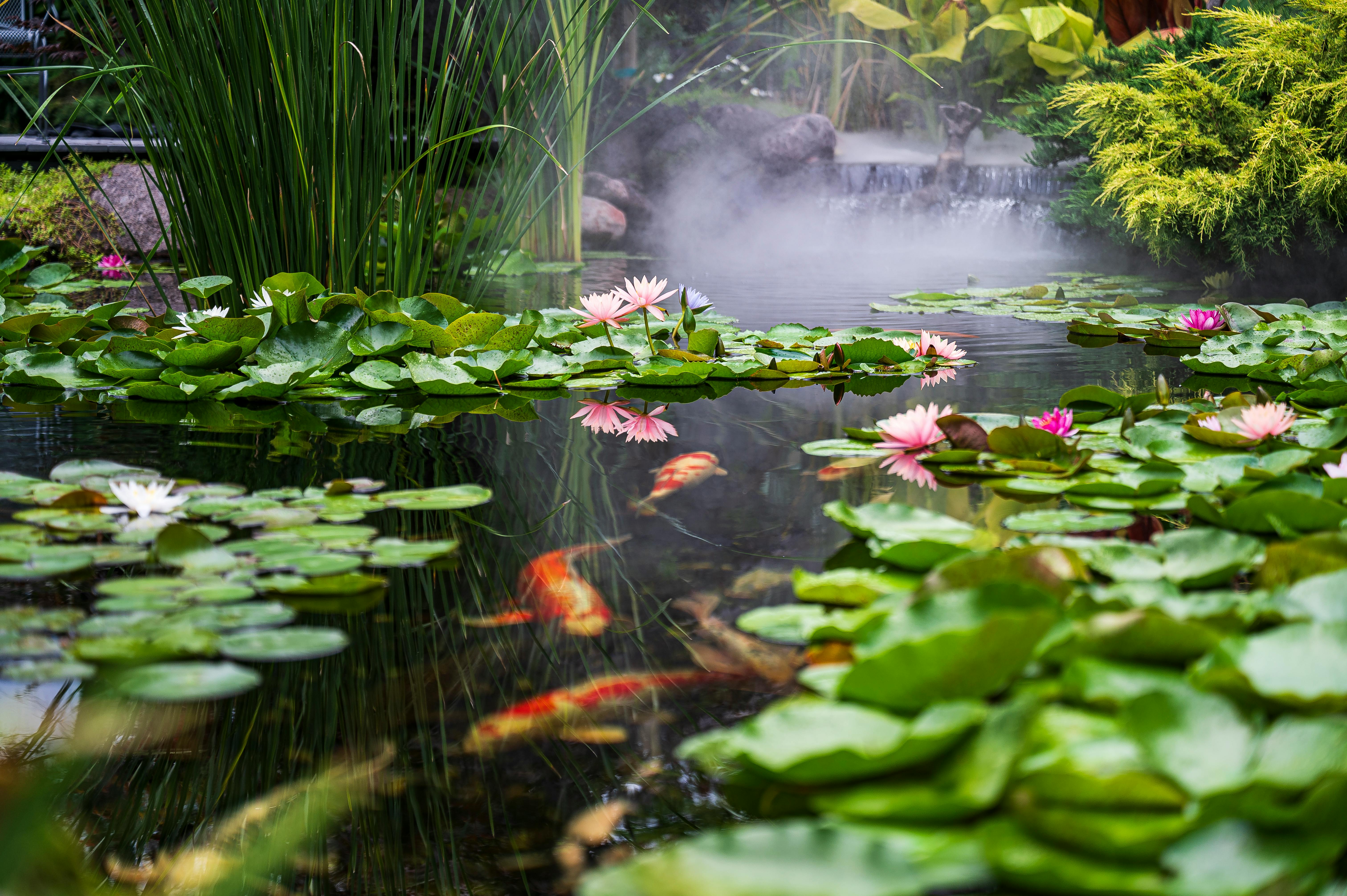 A tranquil koi pond scene featuring vibrant lily pads, colorful koi fish, and a misty waterfall in a lush garden.