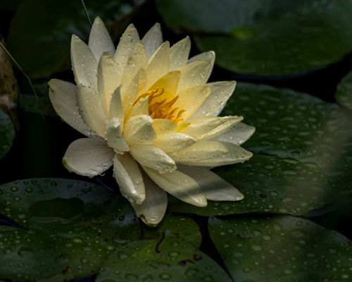 Free Close-up of a dewy water lily in full bloom resting atop lush green lily pads. Stock Photo