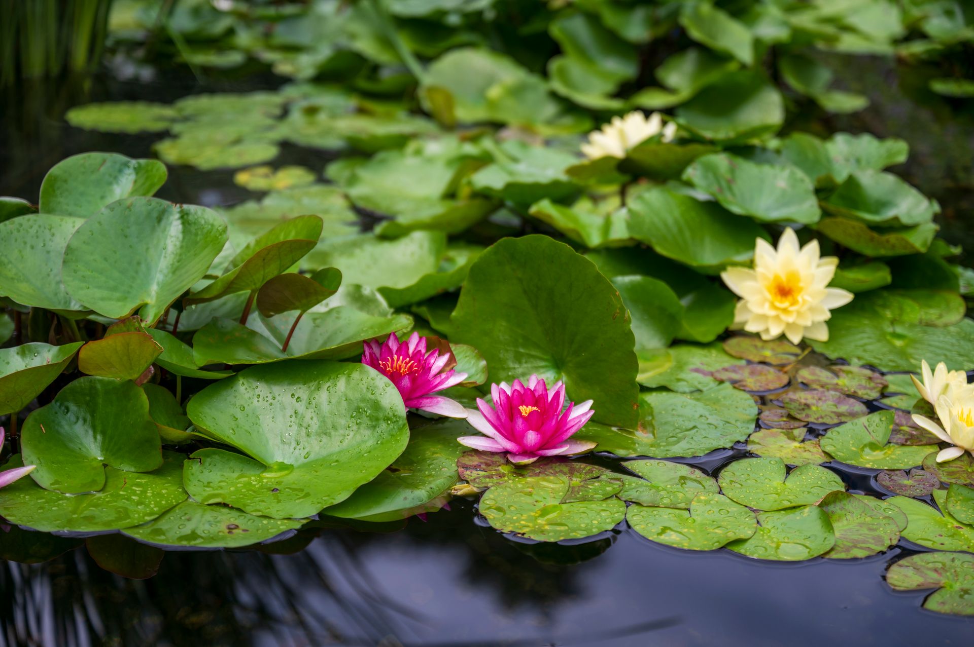 Colorful pink and yellow water lilies floating on lush green lily pads in a serene pond.