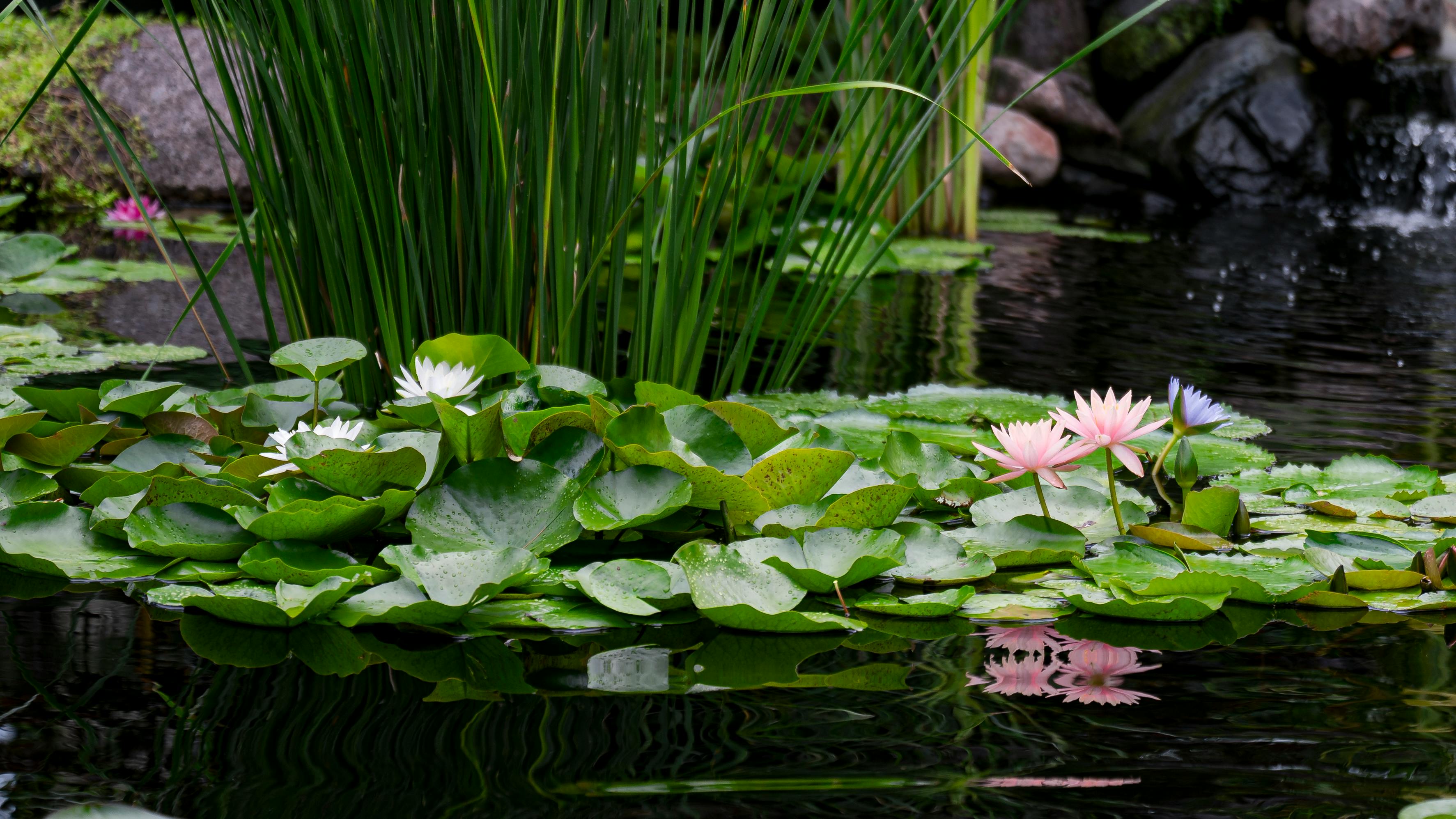Colorful water lilies and lush greenery in a tranquil pond setting.