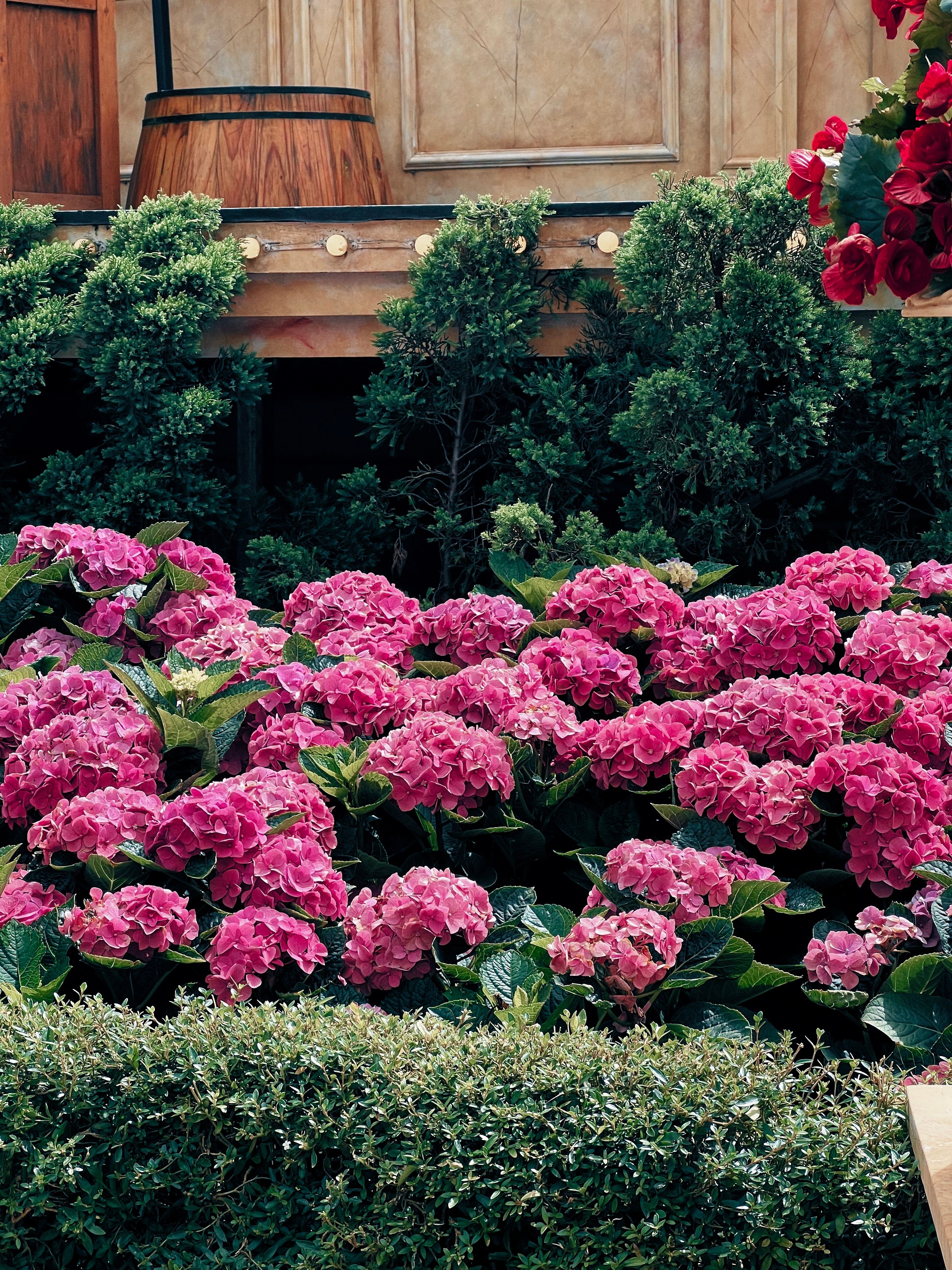 Vibrant Pink Hydrangeas in Outdoor Garden · Free Stock Photo