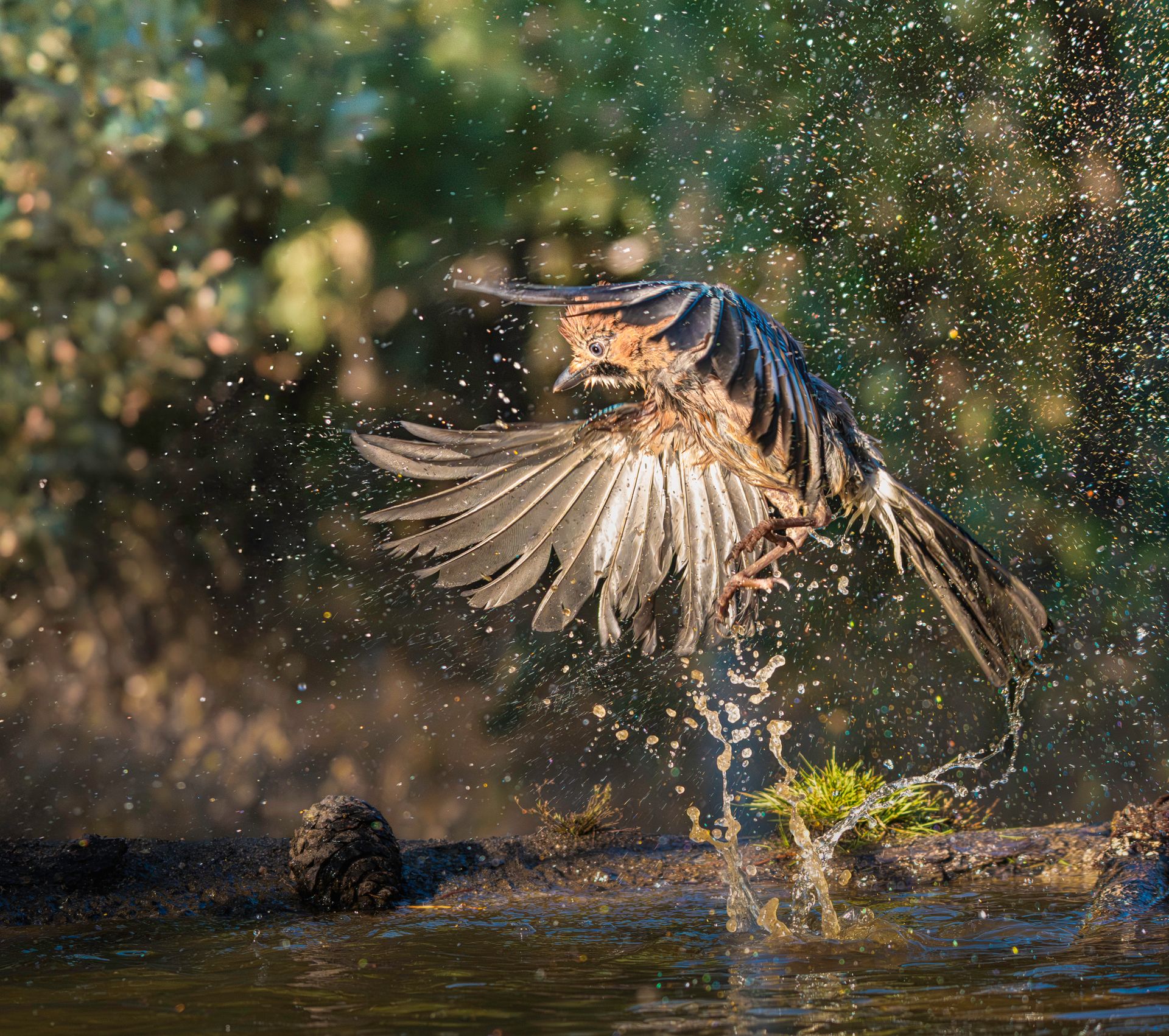 A bird in flight captures a dramatic moment as it splashes in water, creating vibrant droplets and reflections.