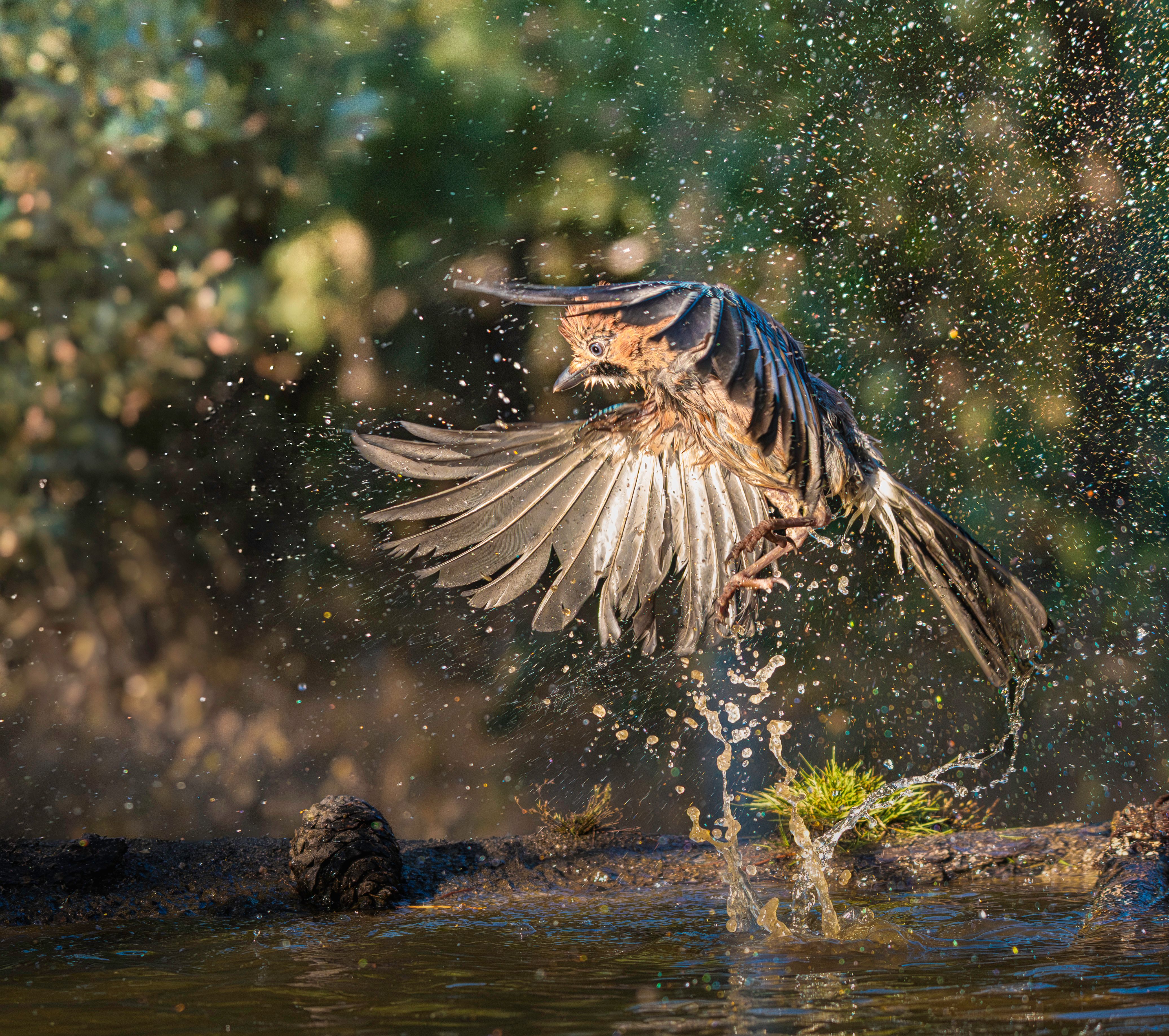 Closeup of Great Bowerbird Flying Low over Water · Free Stock Photo