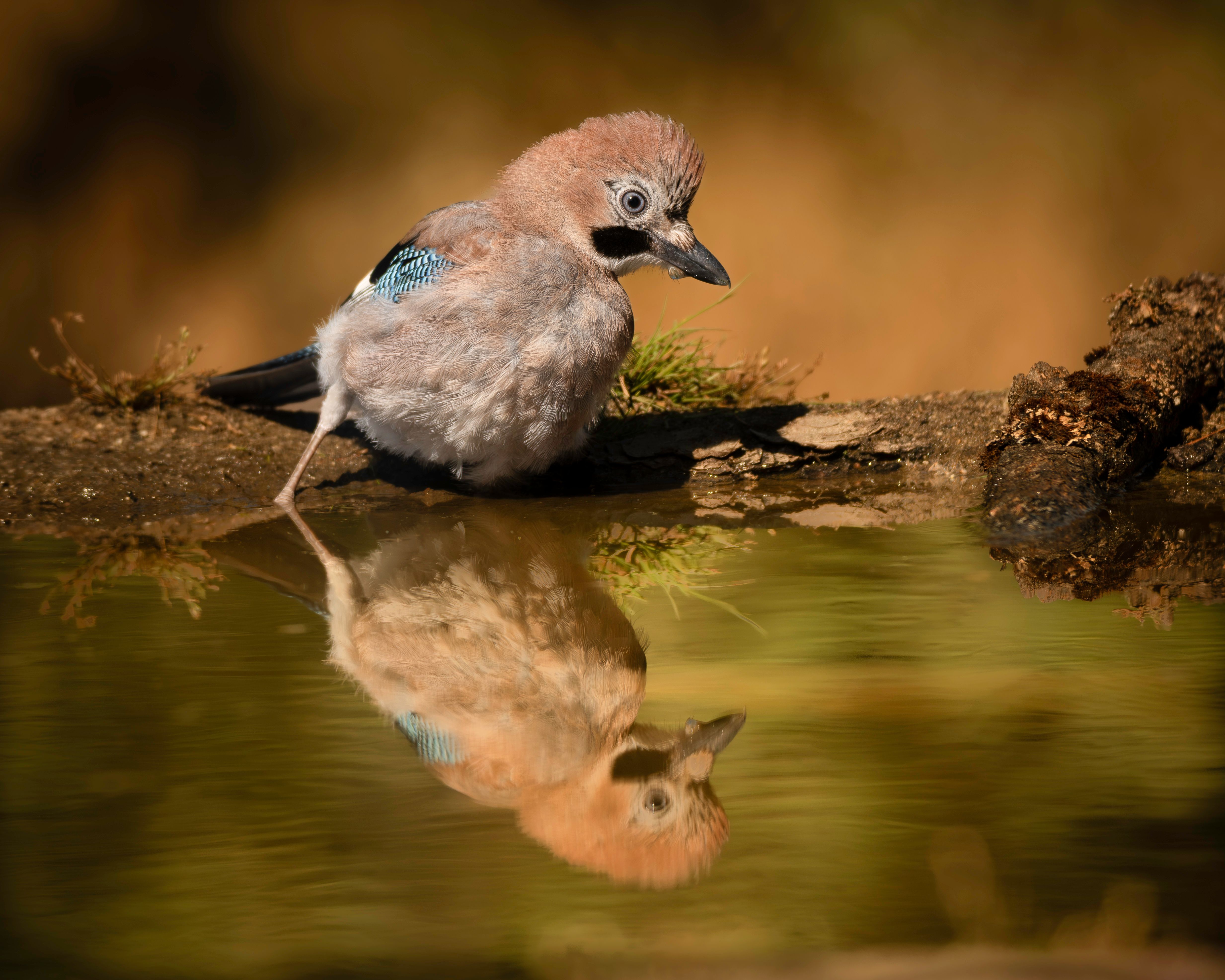 Eurasian Jay bird perched by water reflecting its image, serene wildlife capture.