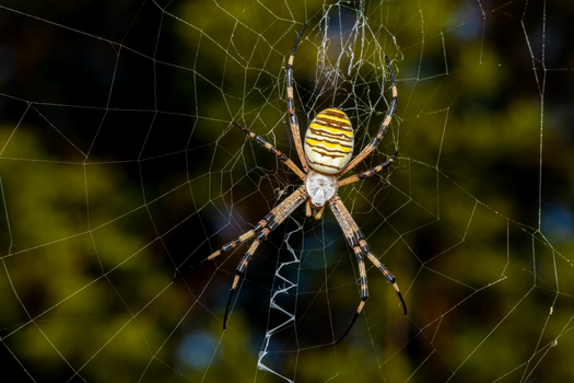 Detailed macro shot of a wasp spider (Argiope bruennichi) on its web in Picassent, Spain.