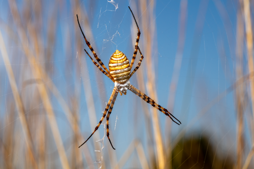 Free Close-up of a striking wasp spider (Argiope bruennichi) on its web against a clear sky. Stock Photo