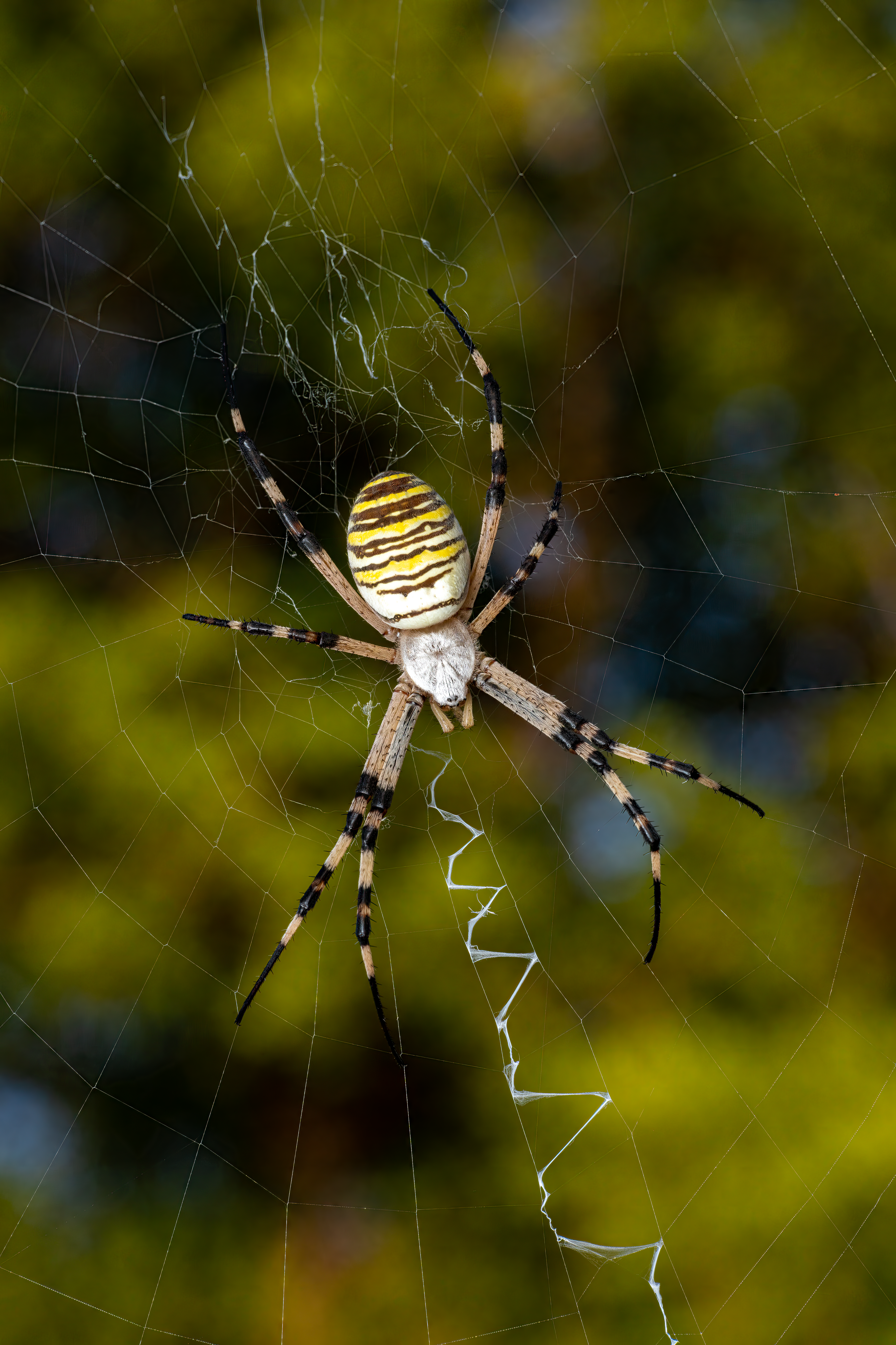 Detailed image of a wasp spider (Argiope bruennichi) in its web, showing vivid yellow and black stripes.