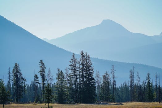 Peaceful landscape of Jasper National Park with blue mountains and lush forest trees.