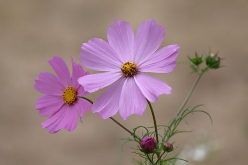Free Close-up of vibrant pink cosmos flowers in full bloom against a blurred natural background. Stock Photo
