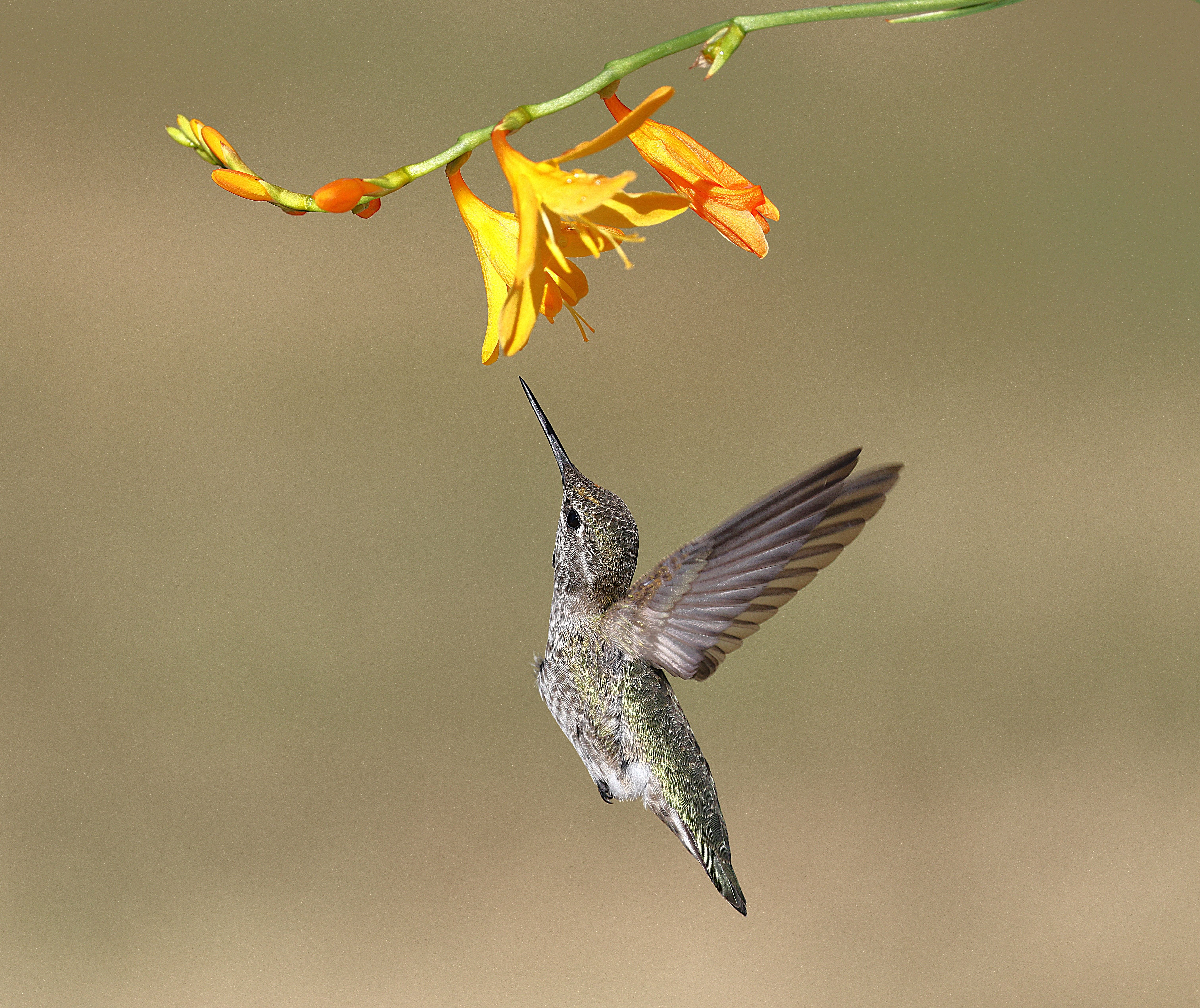 Planting Tips for Attracting More Birds