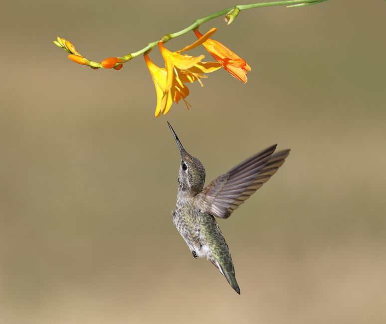 Planting Tips for Attracting More Birds