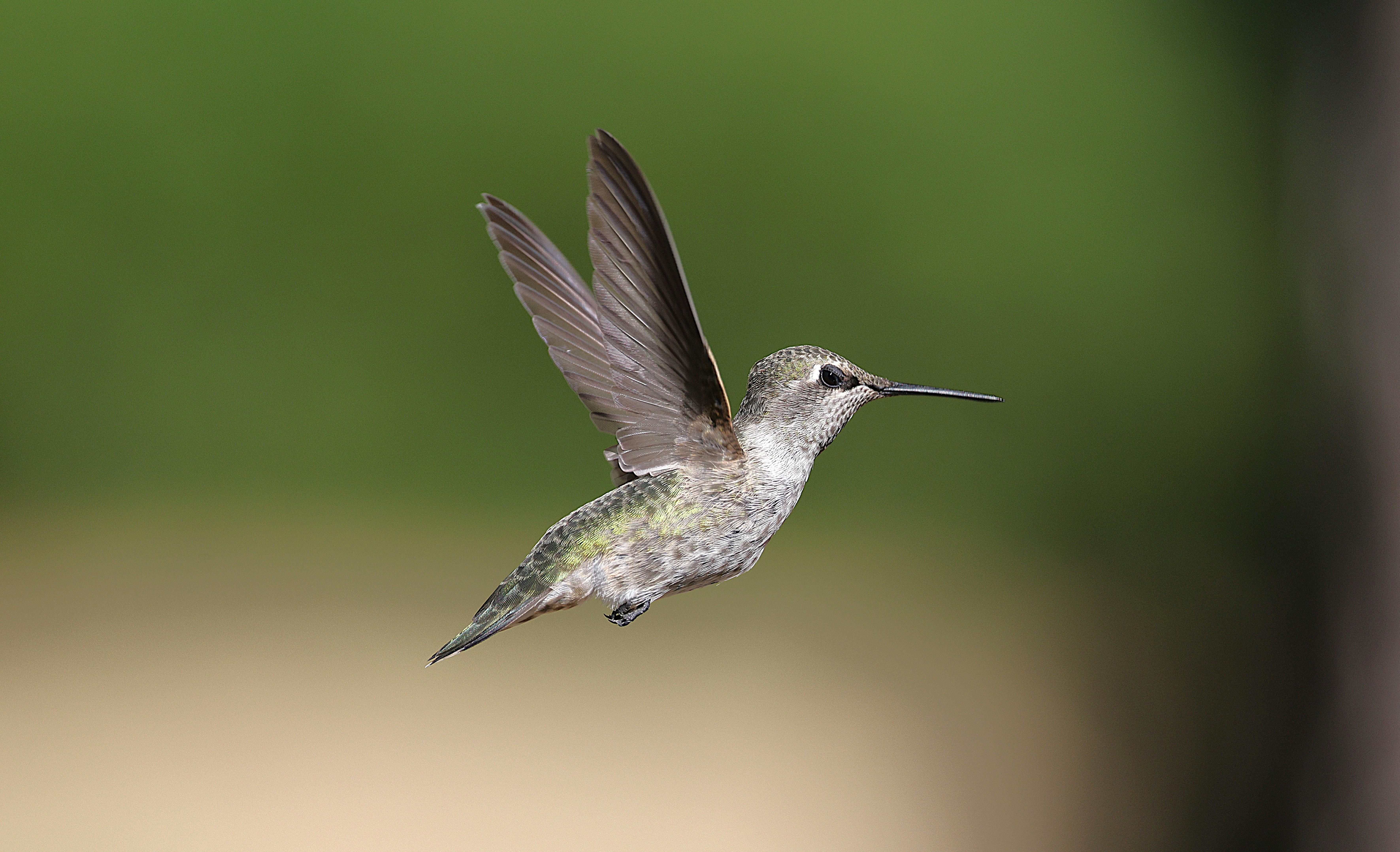 Close-up of a delicate hummingbird hovering with wings extended in a serene outdoor setting.