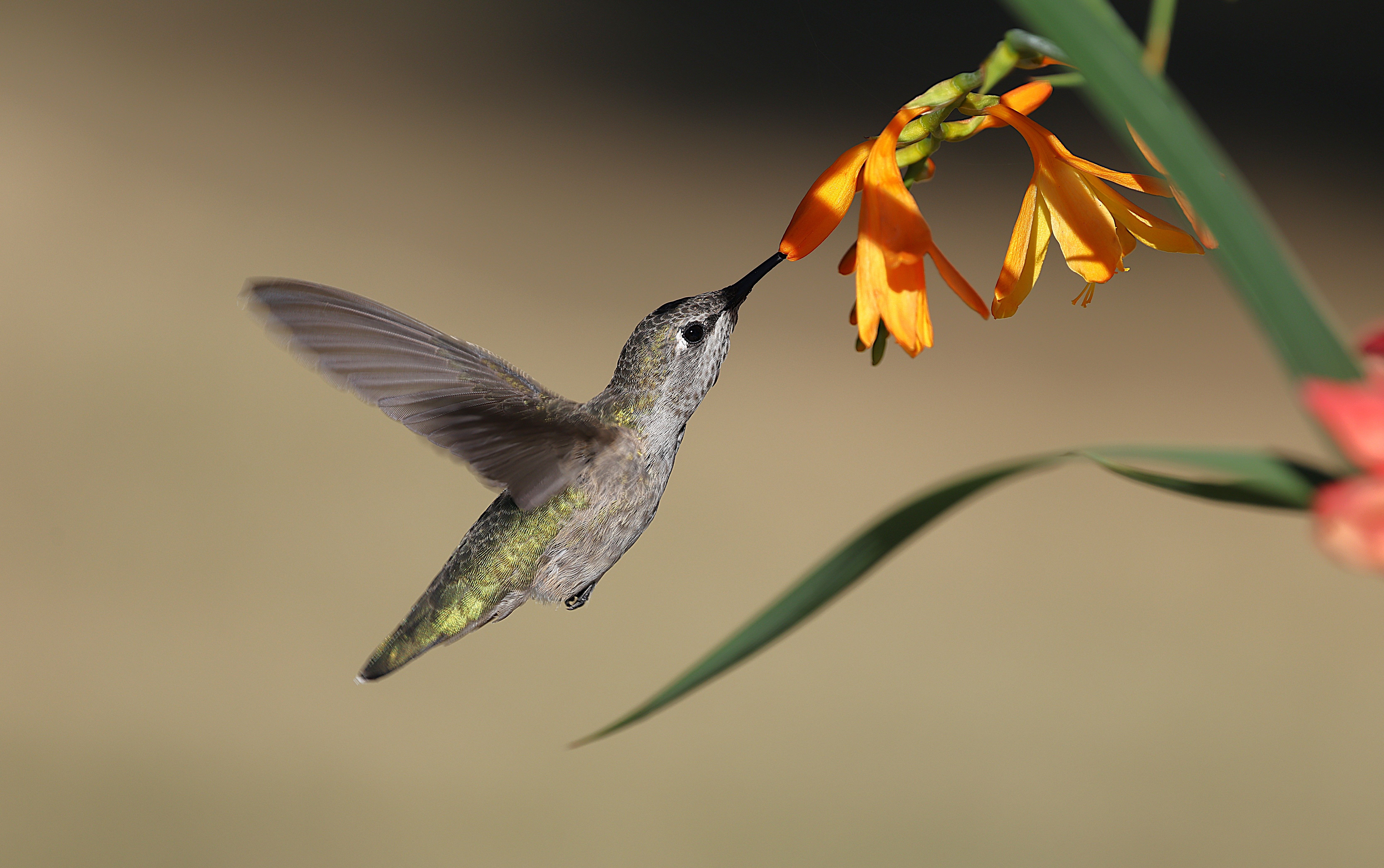 Hummingbird Feeding on Orange Flowers in Garden · Free Stock Photo