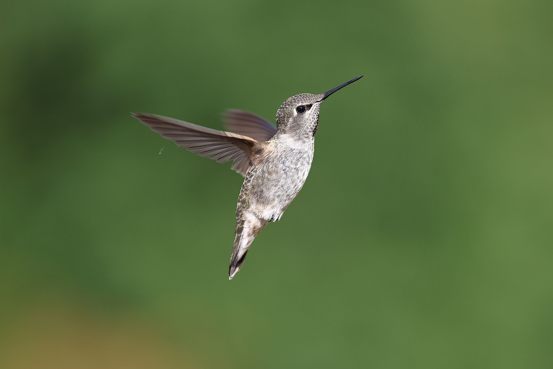Close-up of an Anna's Hummingbird hovering with blurred green backdrop.