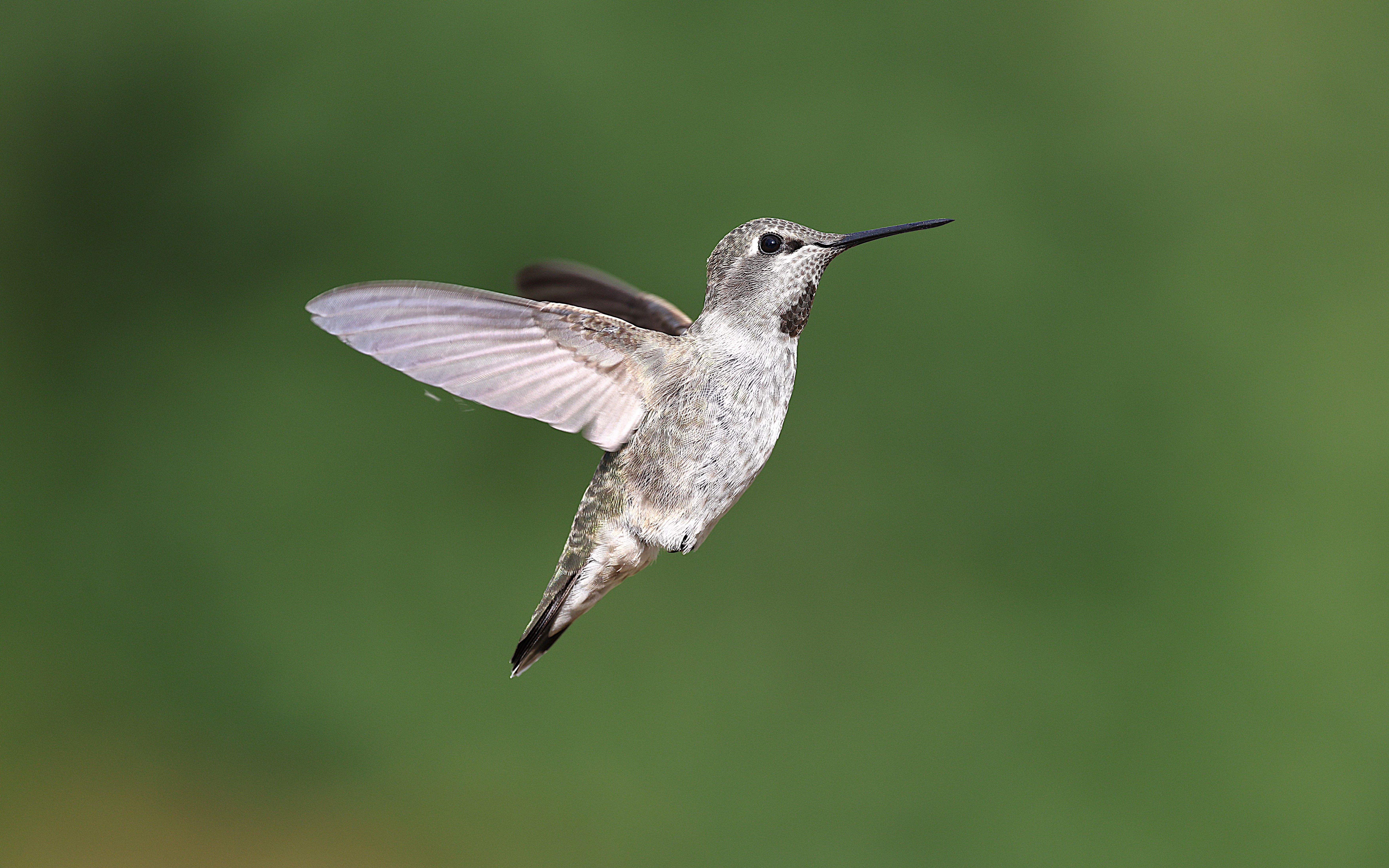 Close-up of an Anna's hummingbird in flight against a blurred green backdrop, showcasing its delicate wings.