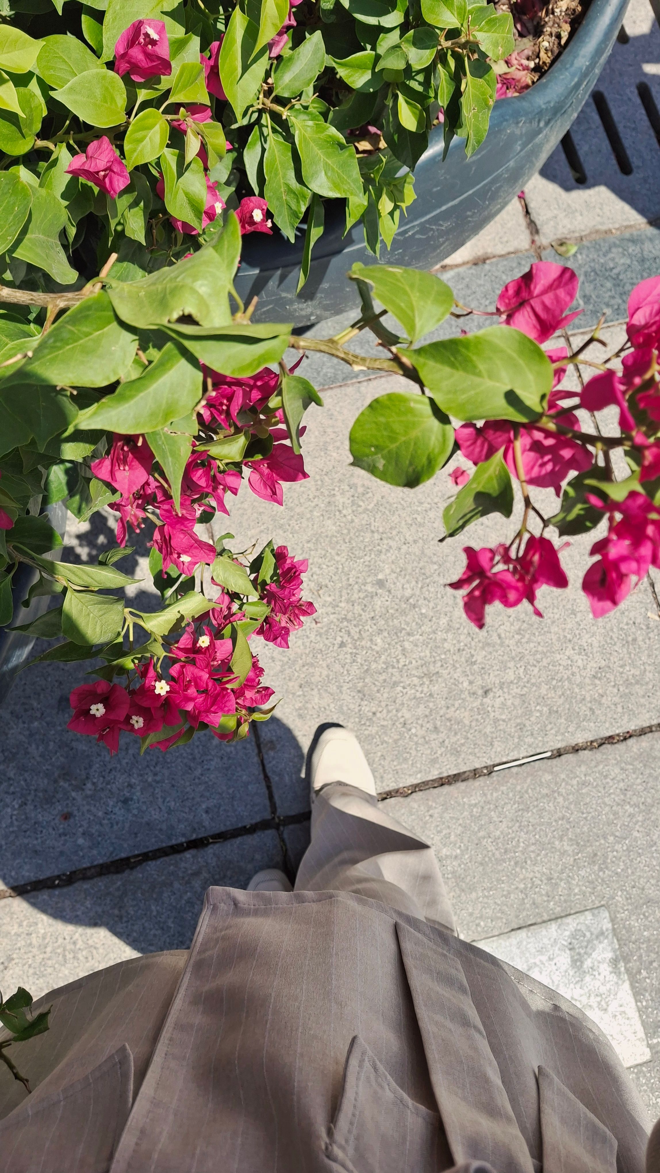 Wjite Shoes Photos, Download The BEST