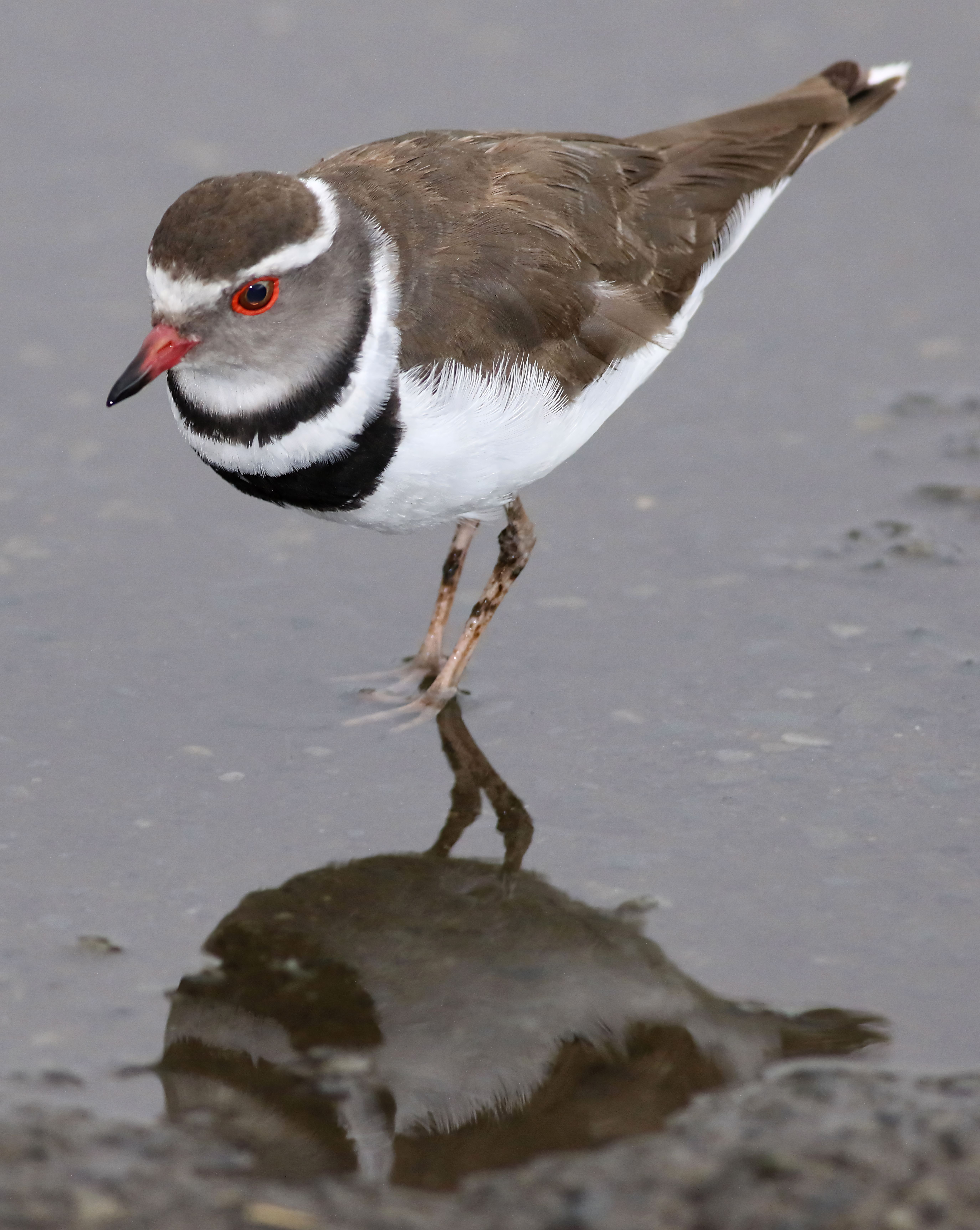 Three-banded Plover in Wetland Reflection · Free Stock Photo