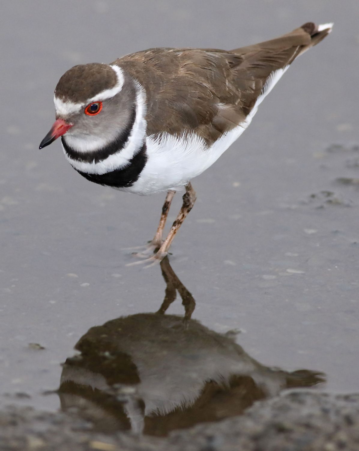 Plover Color Three-banded Plover in Wetland Reflection · Free Stock Photo