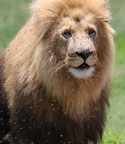 Рвота у кошки Рвота у кошки