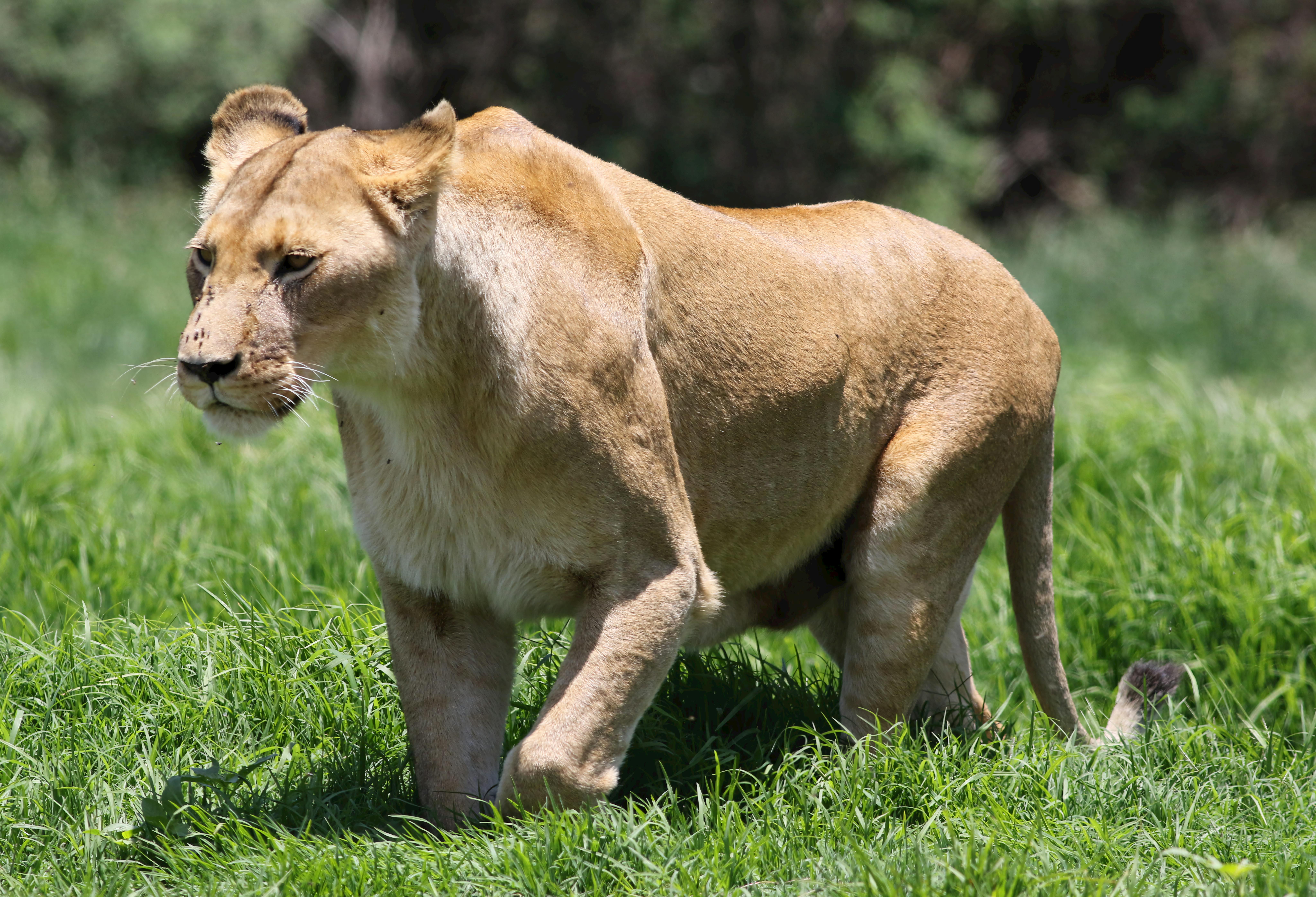 Блохи у кошки