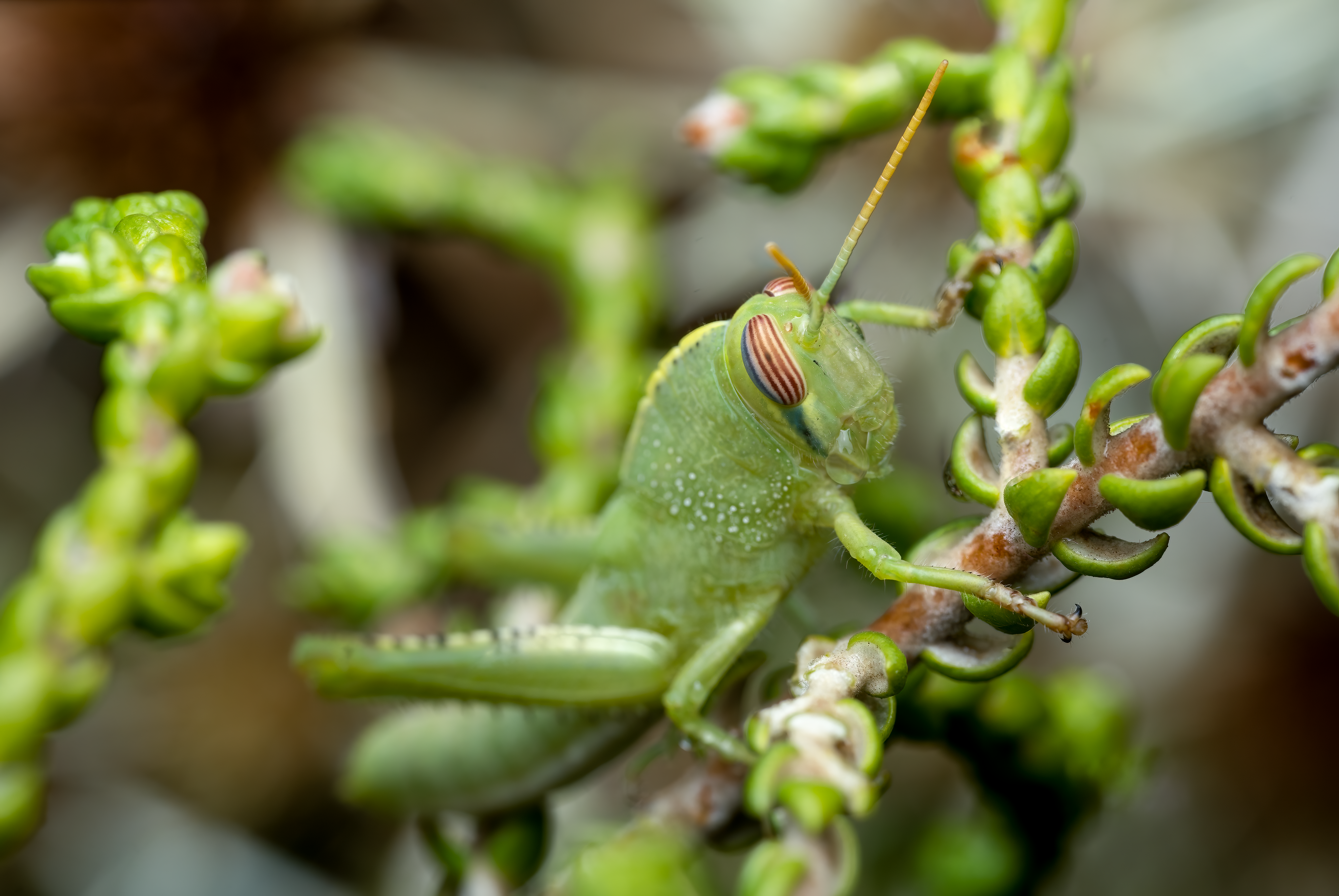 Macro Photo of Green Grasshopper on Plant · Free Stock Photo