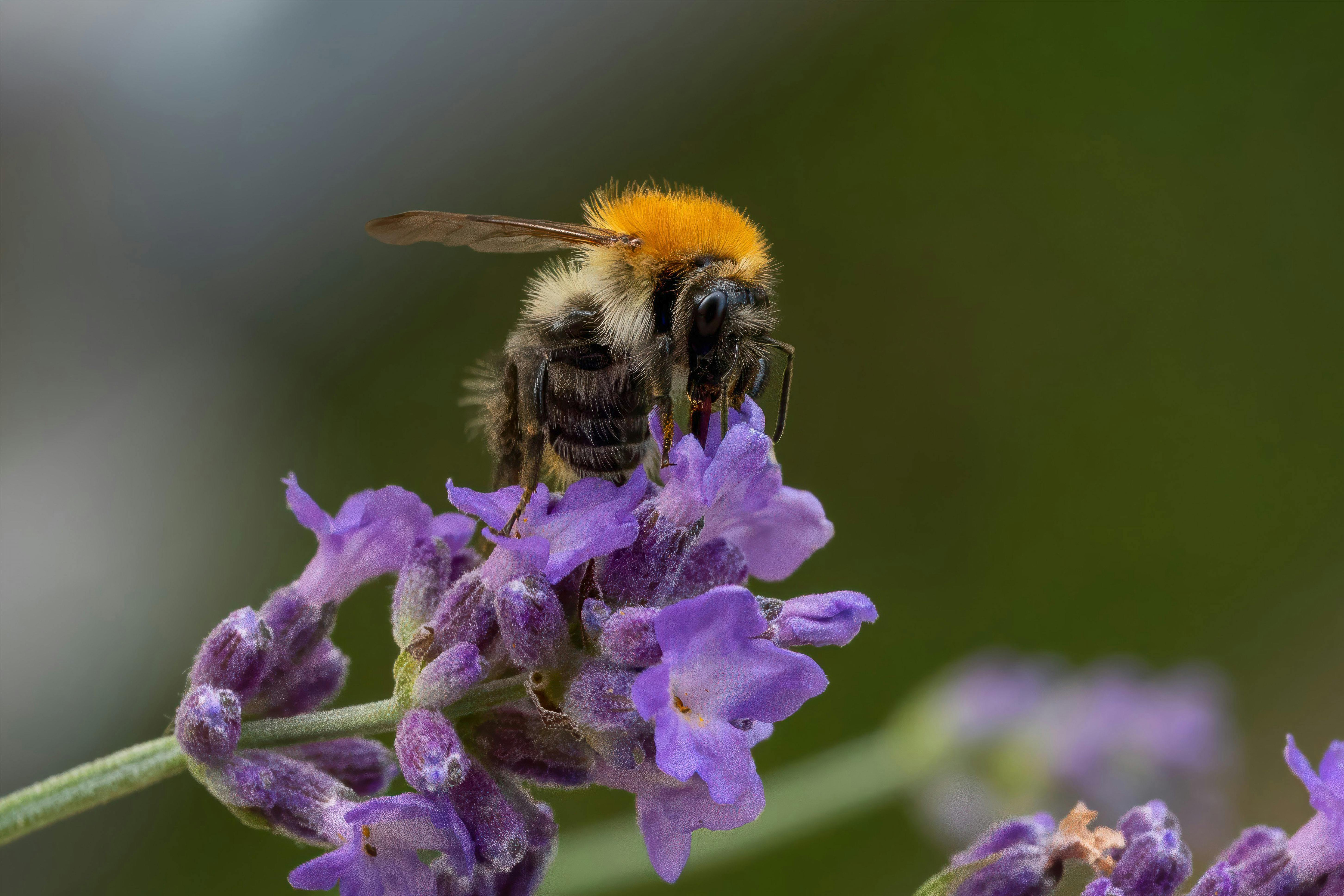 Ark Valley Civics Bee Competition to Send Three Local Students to State — Photo by Gundula Vogel on Pexels