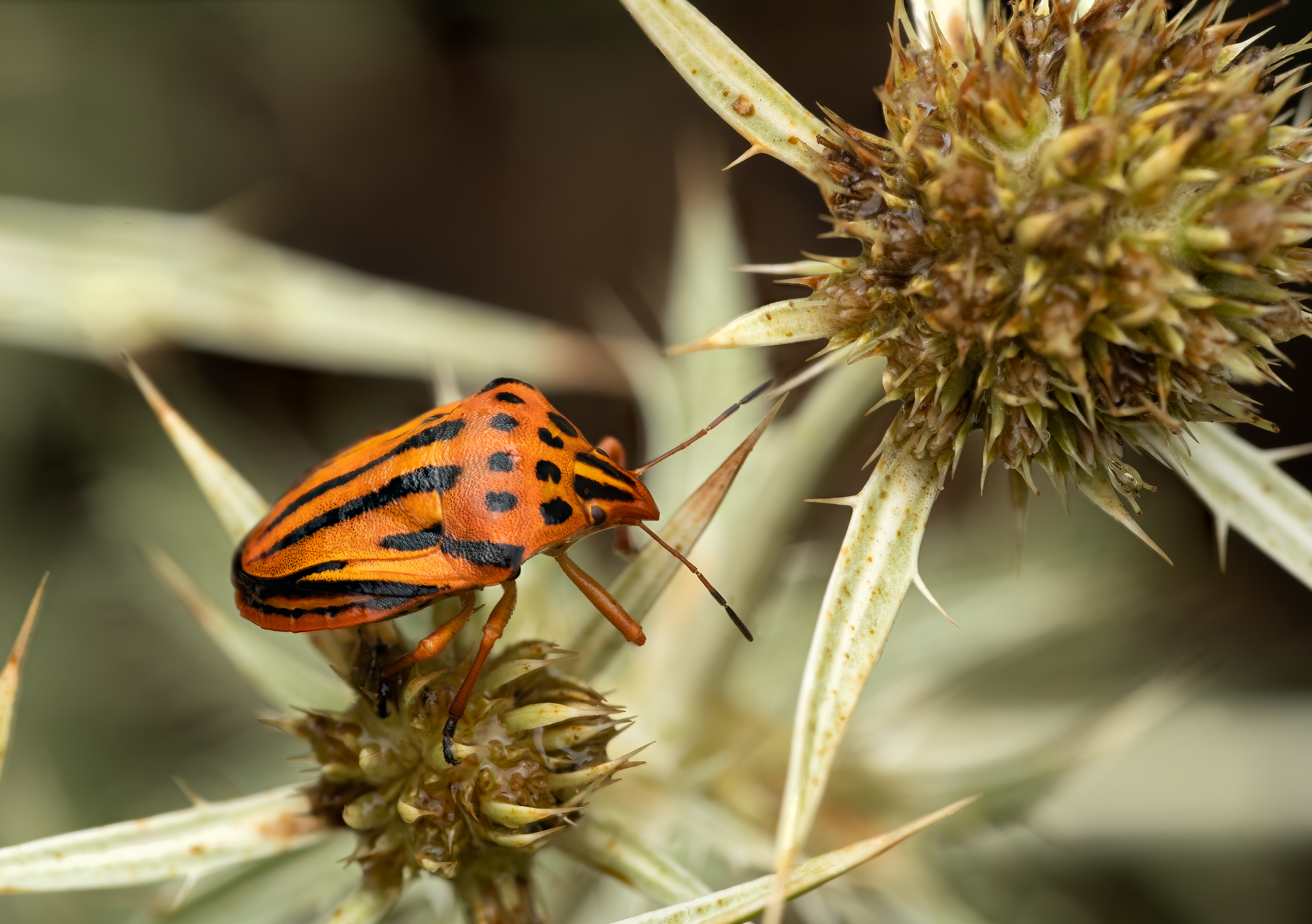 Close-Up of Striped Stink Bug on Thorny Plant · Free Stock Photo