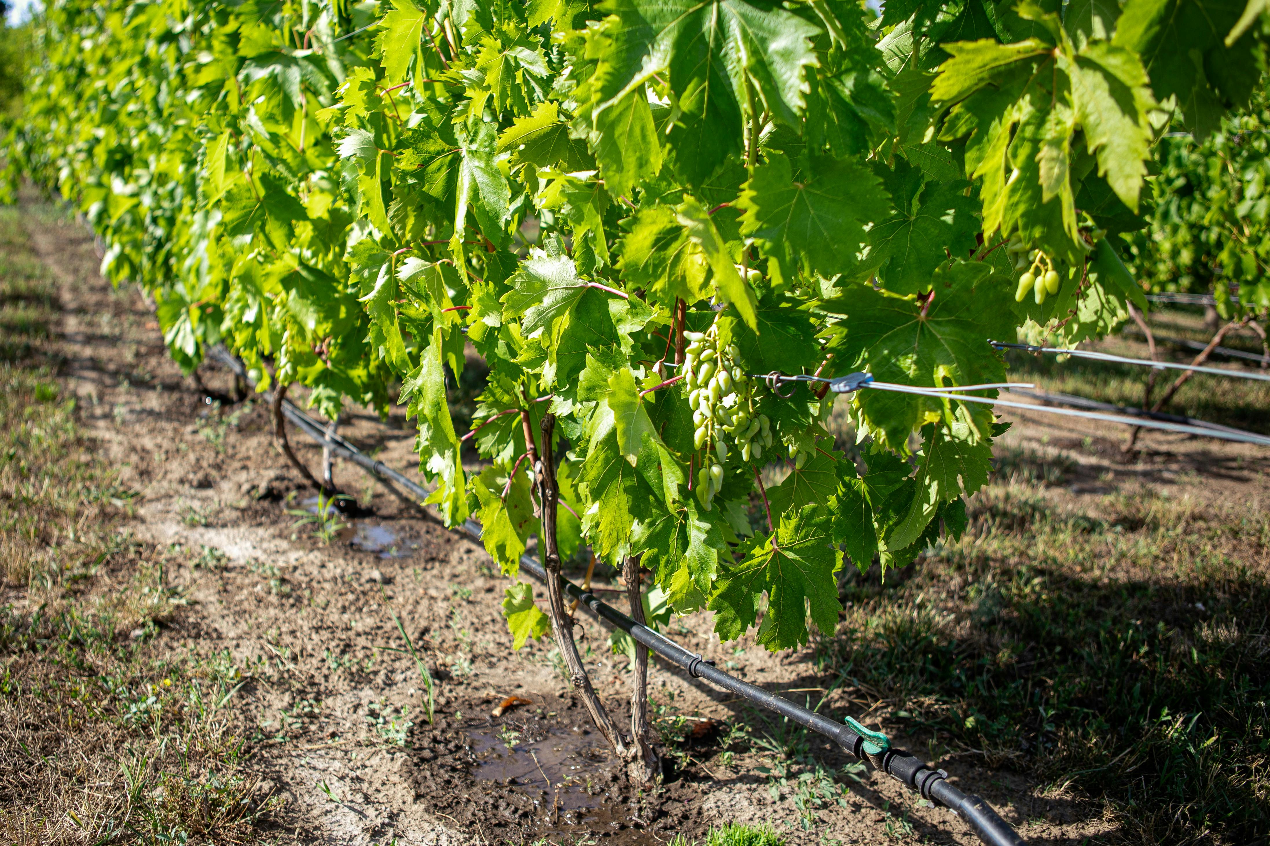 Vibrant vineyard with healthy grapevines and modern drip irrigation system under the summer sun.