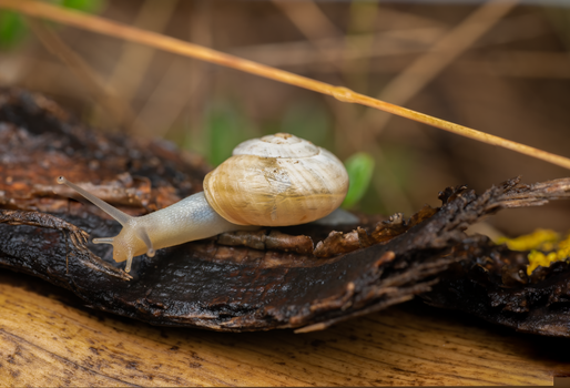 A close-up of a garden snail crawling on a decaying piece of wood outdoors.