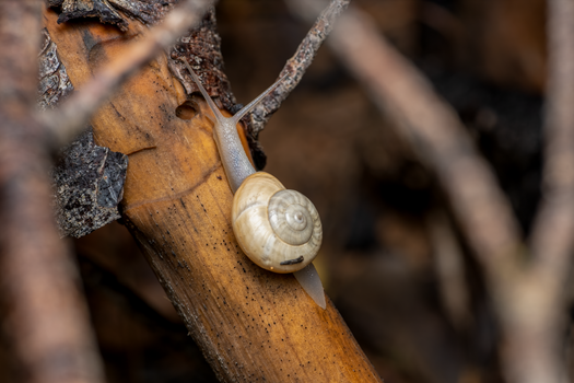 Detailed macro image of a garden snail on a branch in the natural habitat of Picassent, Spain.