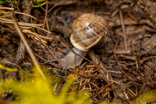 Macro photograph of a garden snail crawling through woodland debris.
