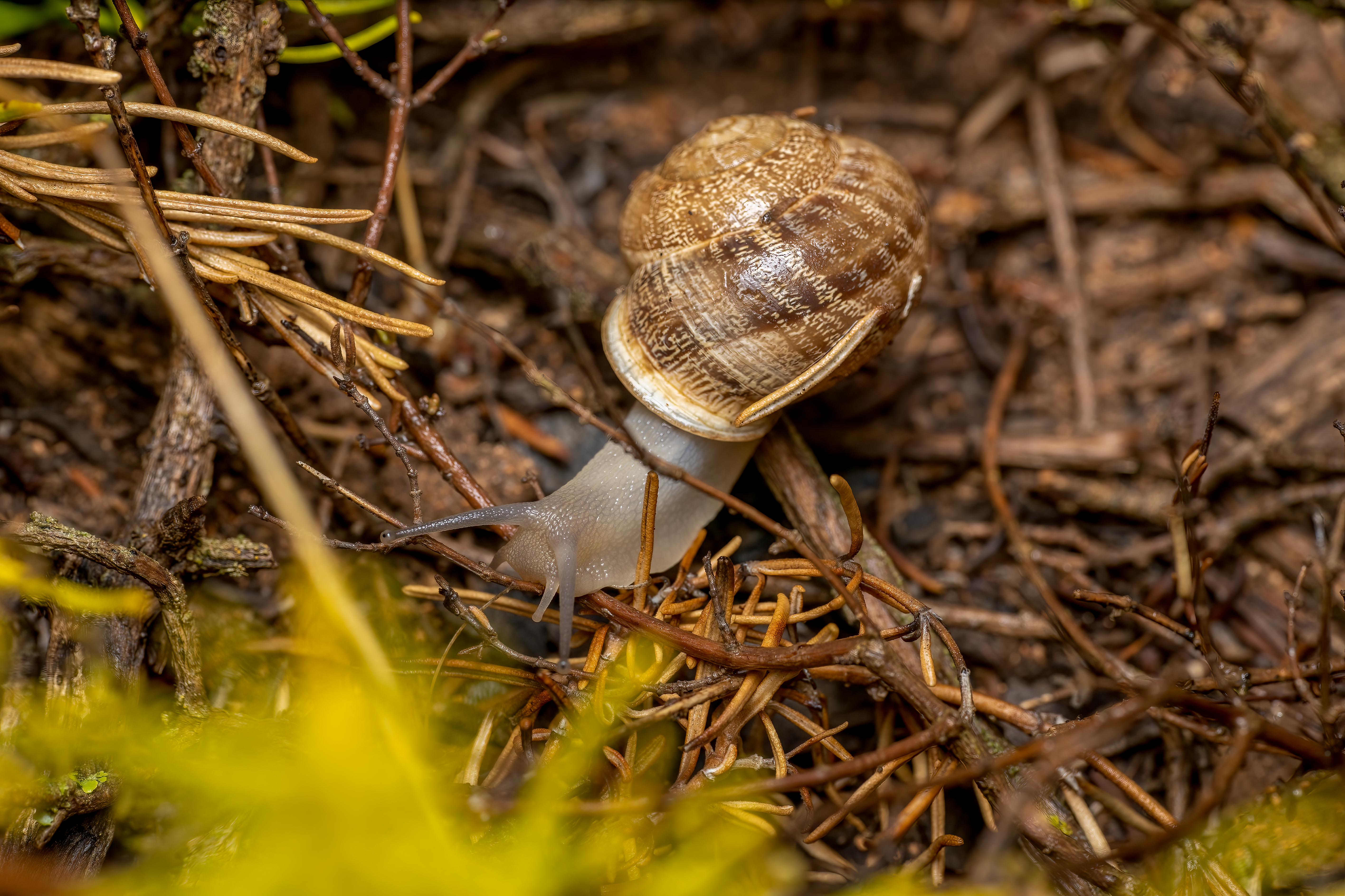 Close-up of Garden Snail on Forest Floor · Free Stock Photo
