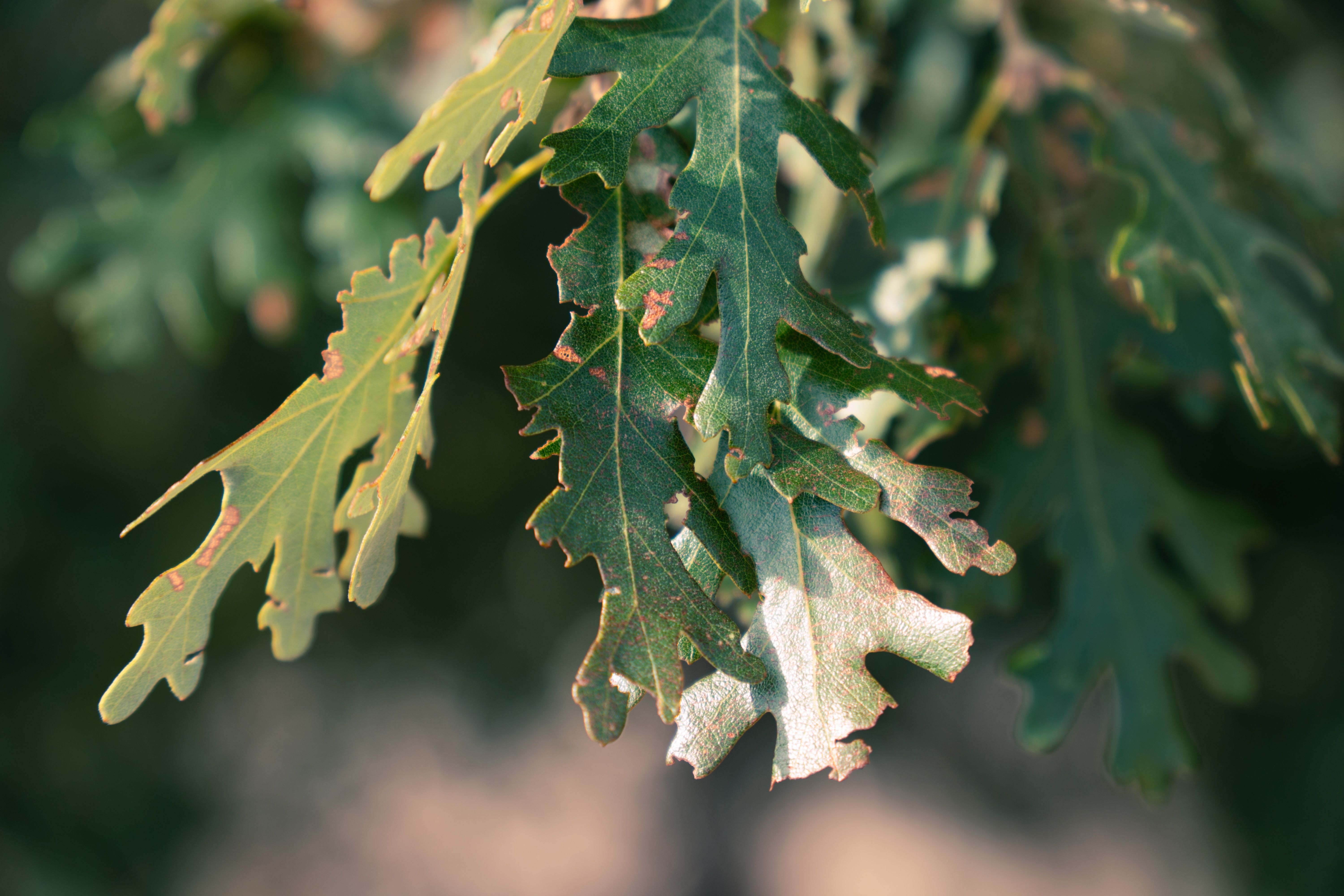 SHRUB OAK